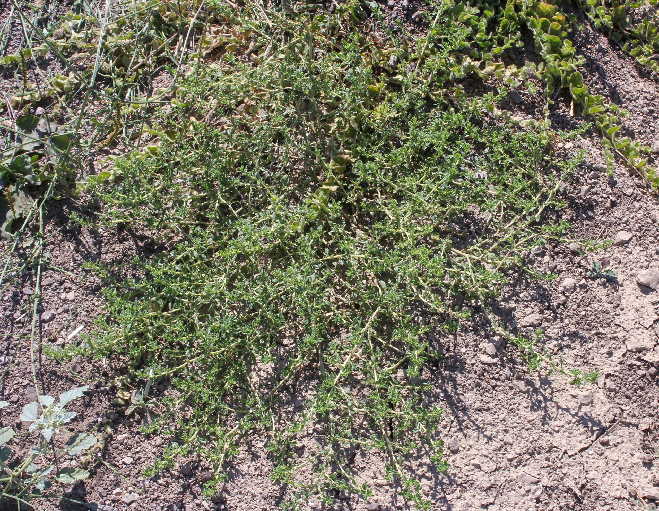 Amaranthus albus
