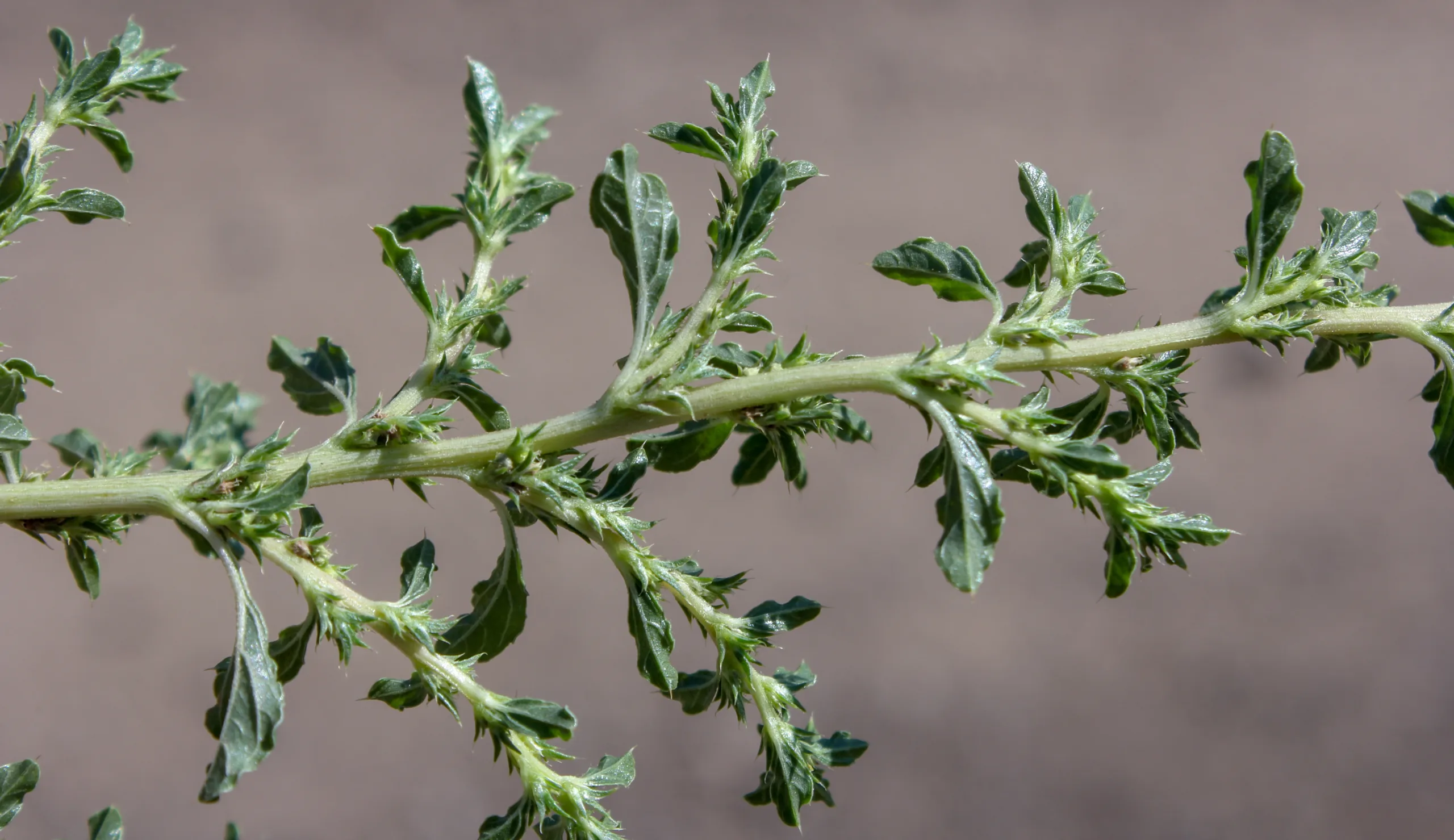 Amaranthus albus