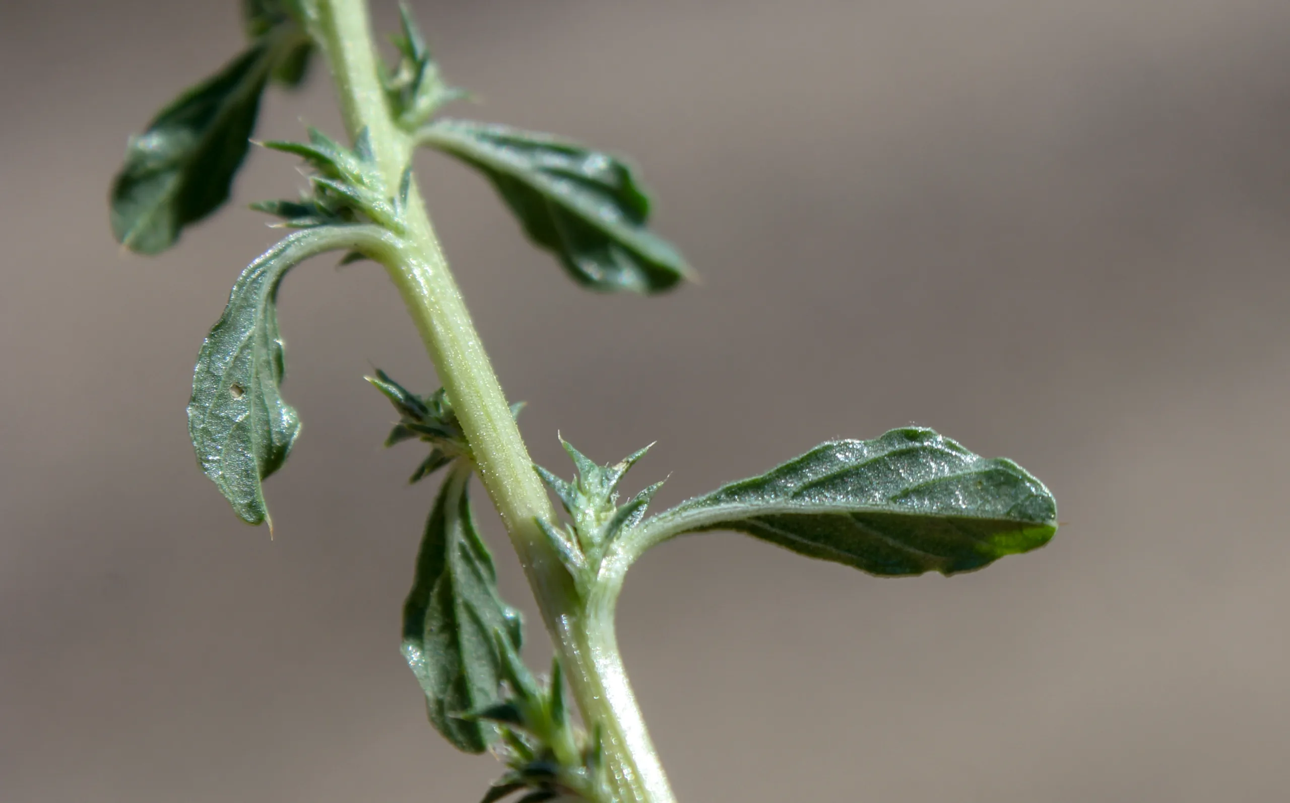 Amaranthus albus