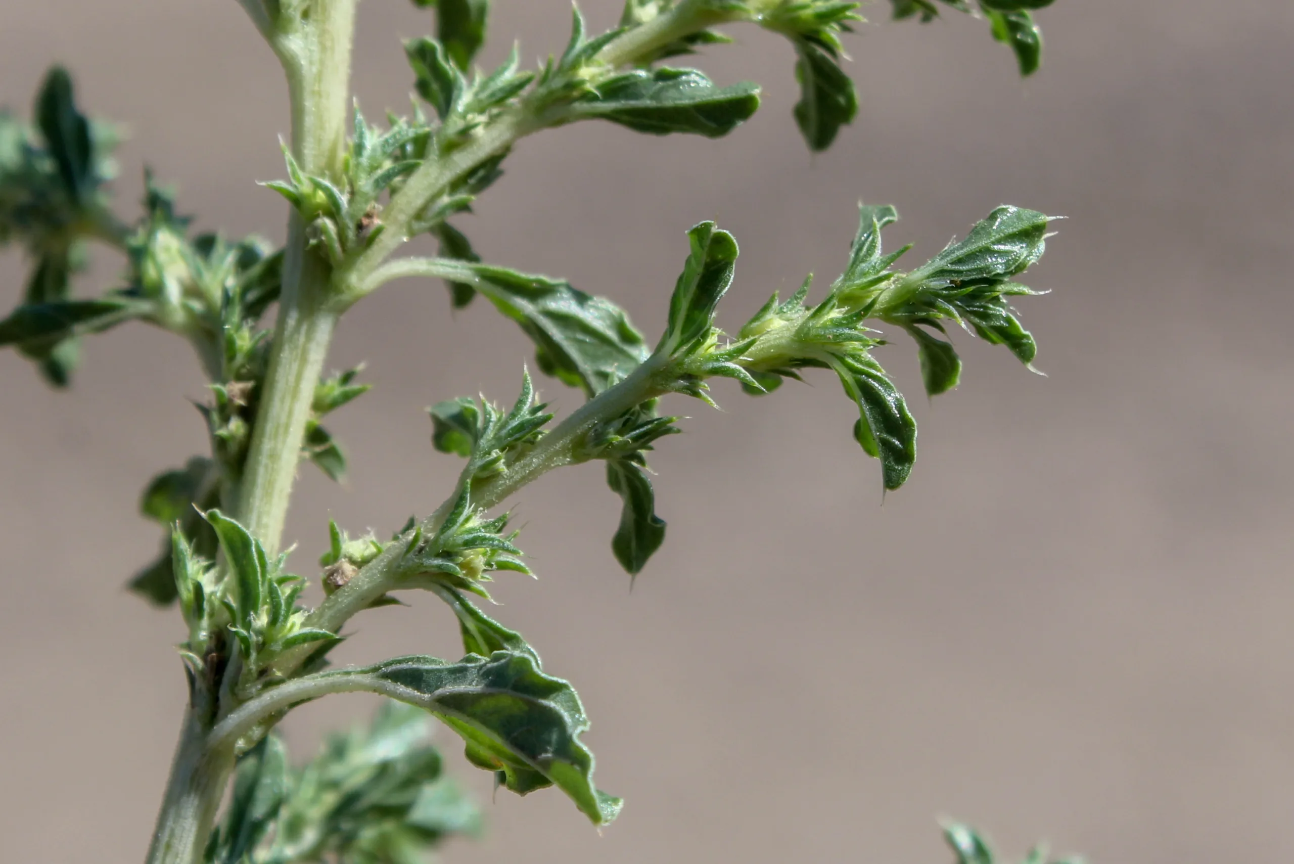 Amaranthus albus