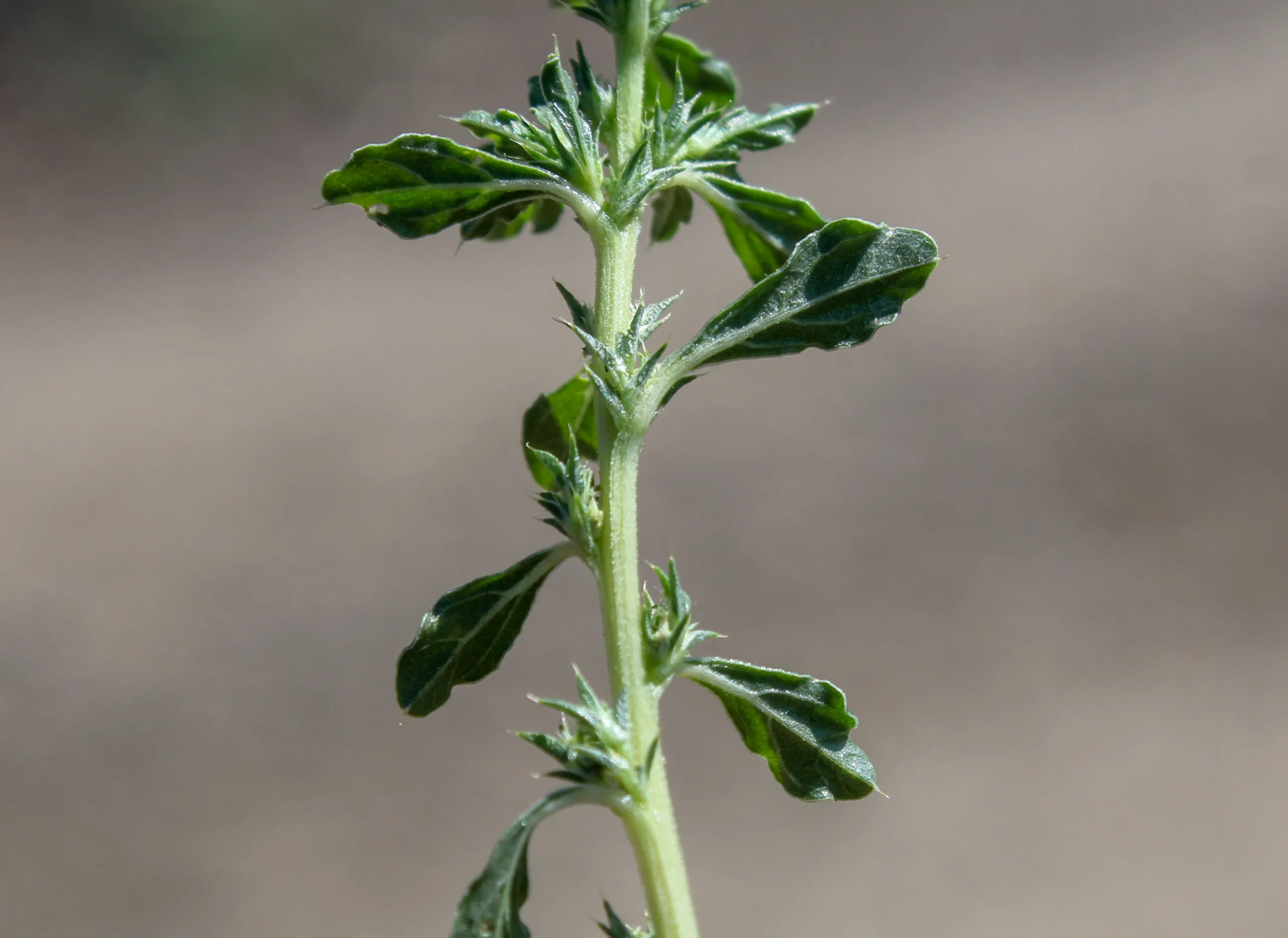 Amaranthus albus