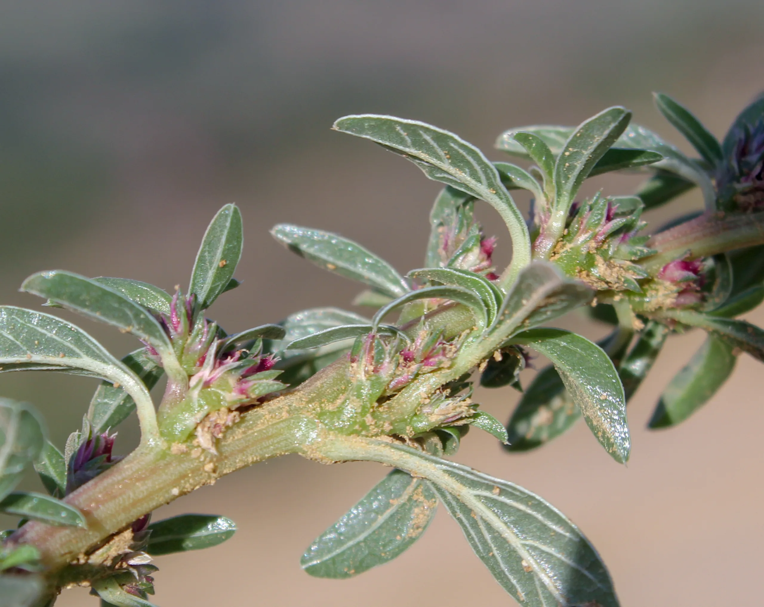Amaranthus blitoides
