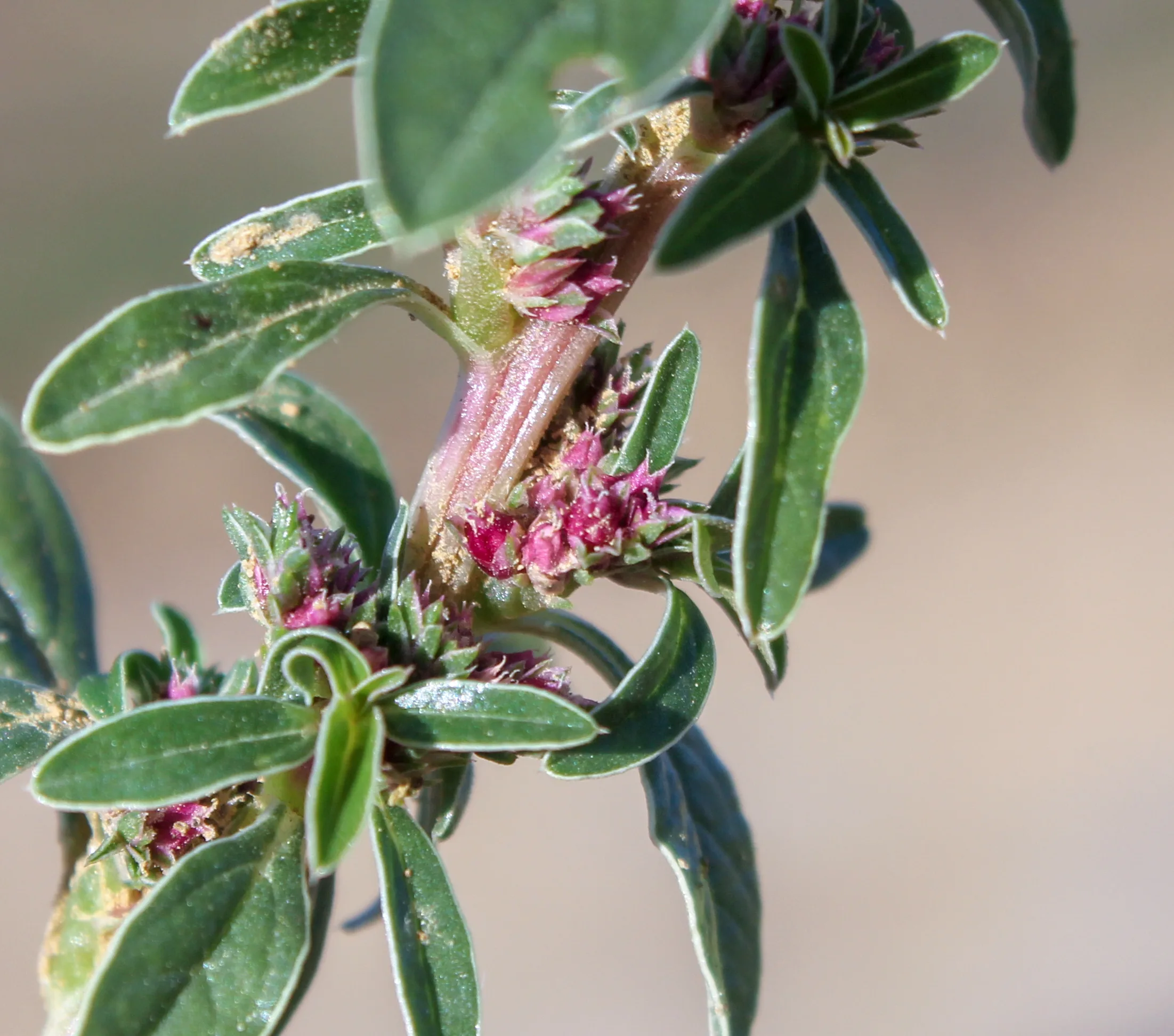 Amaranthus blitoides