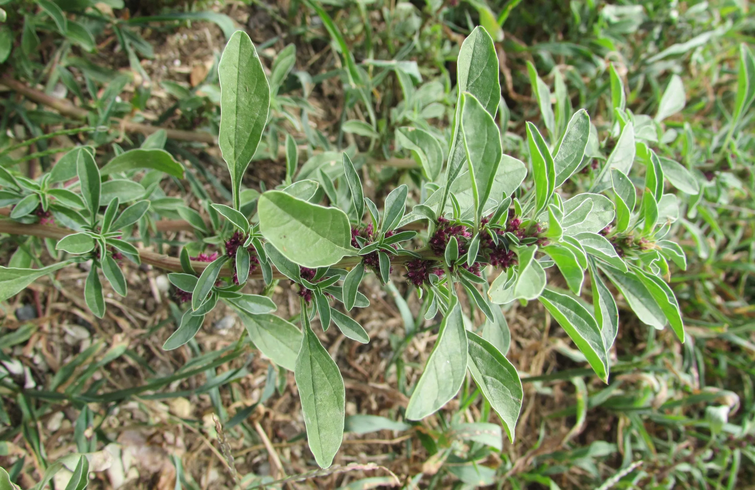 Amaranthus blitoides