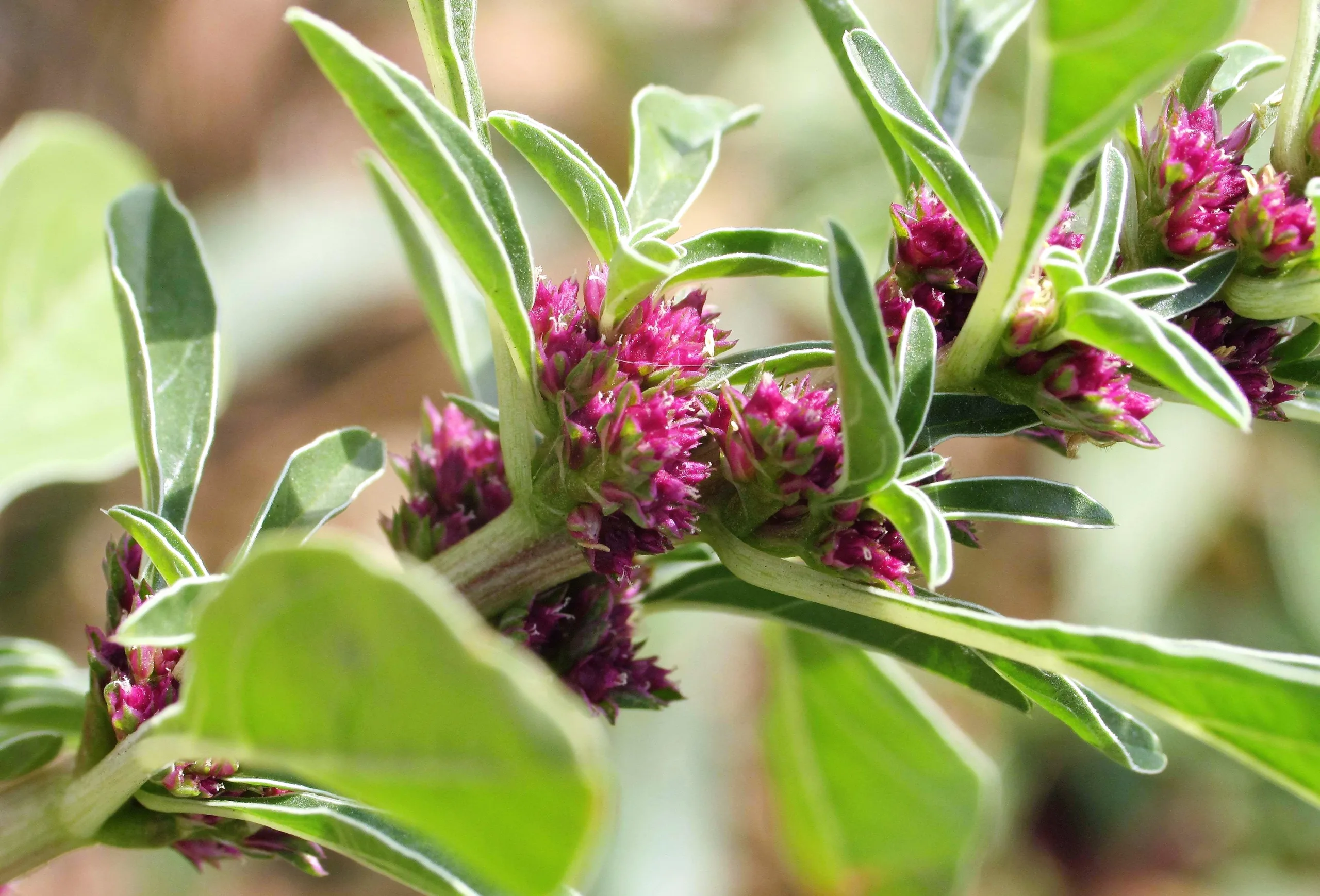 Amaranthus blitoides