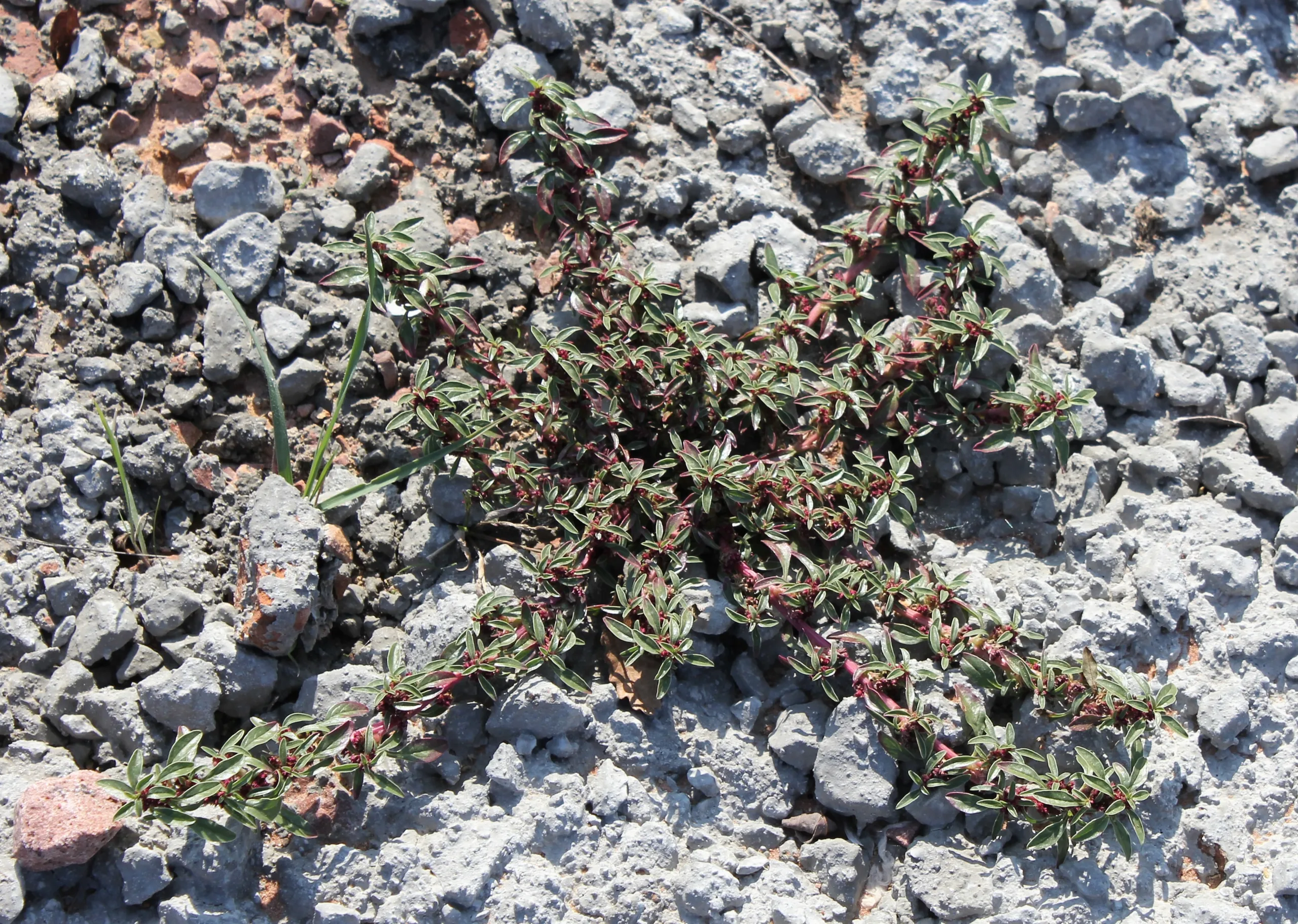 Amaranthus blitoides