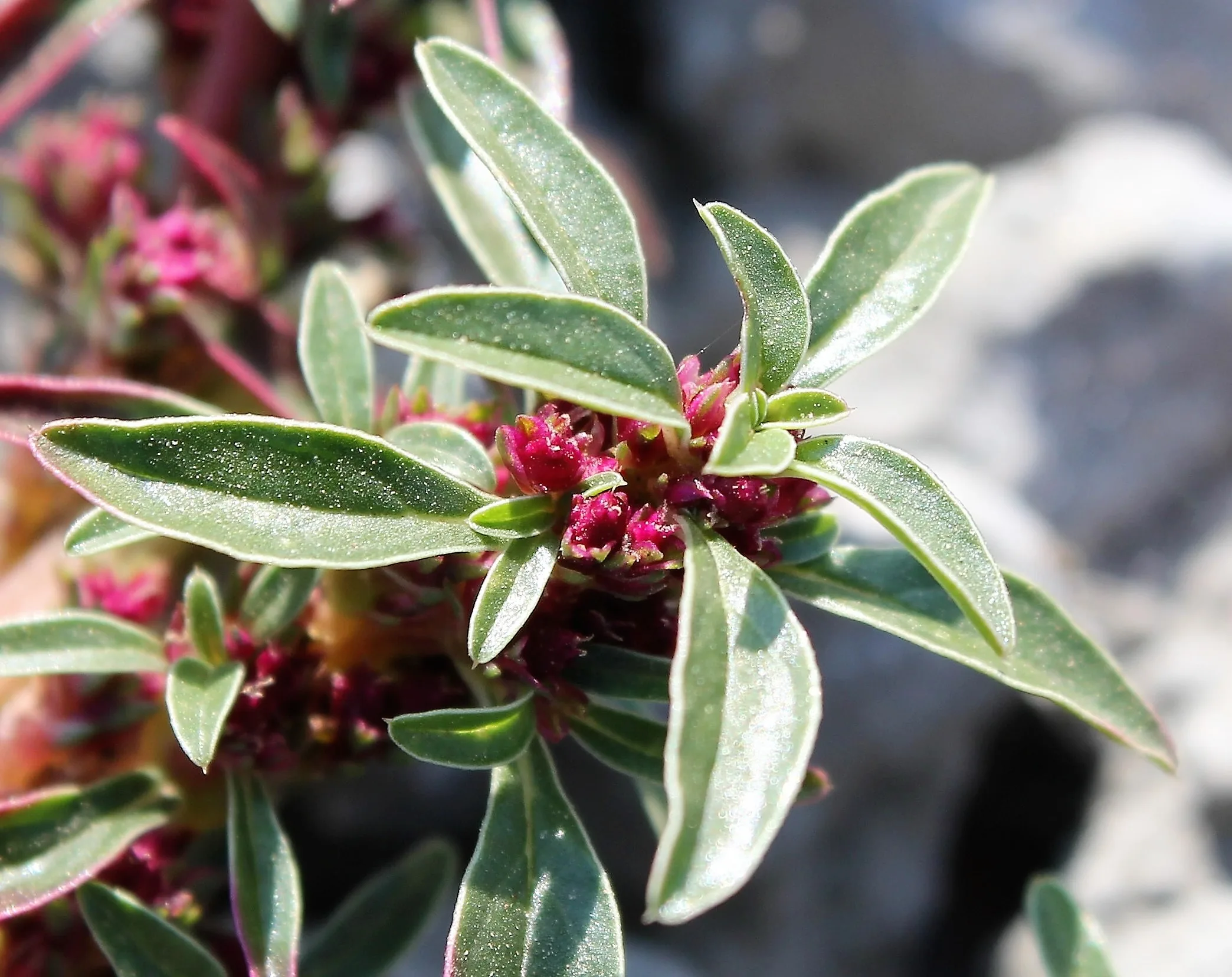 Amaranthus blitoides
