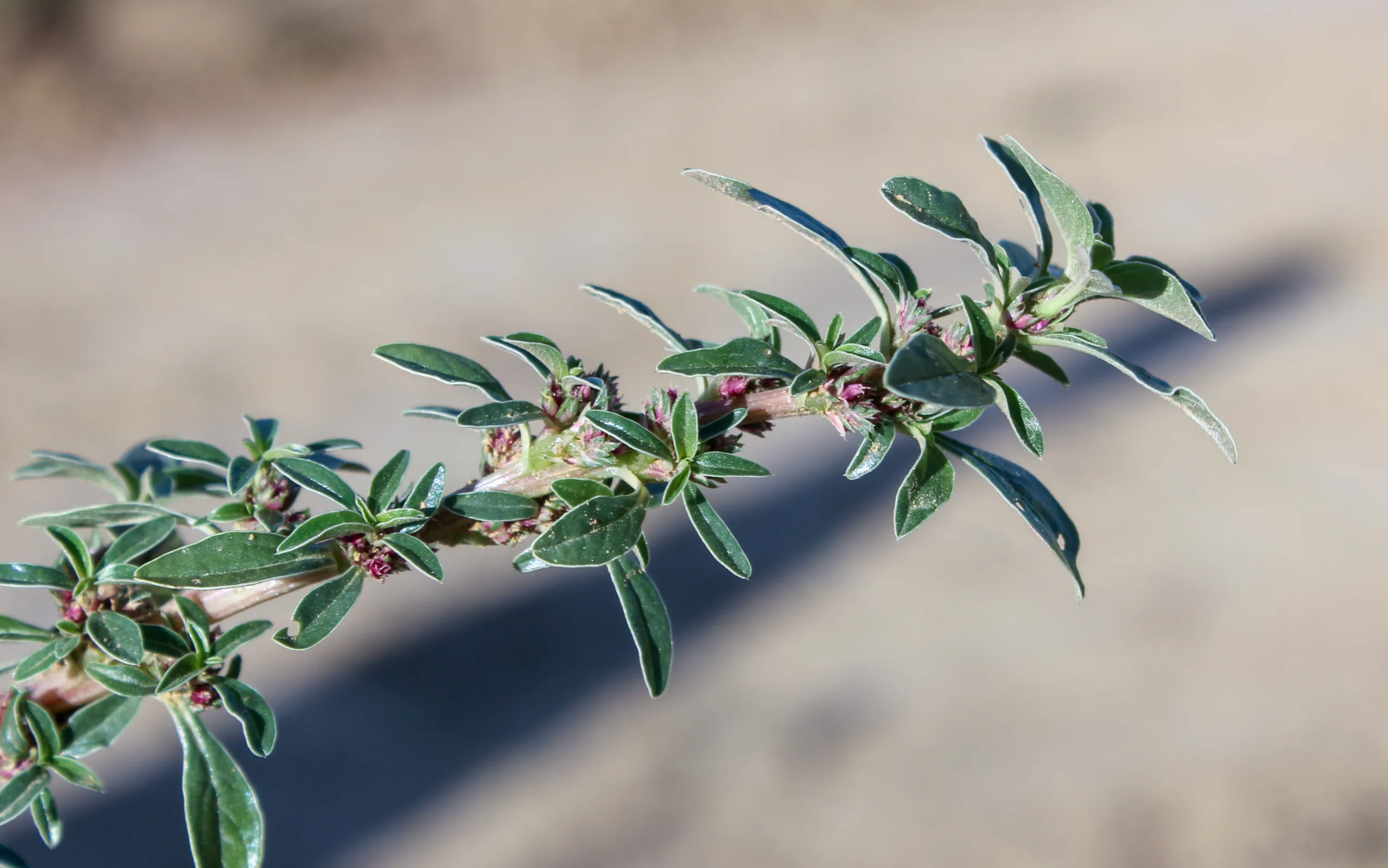 Amaranthus blitoides