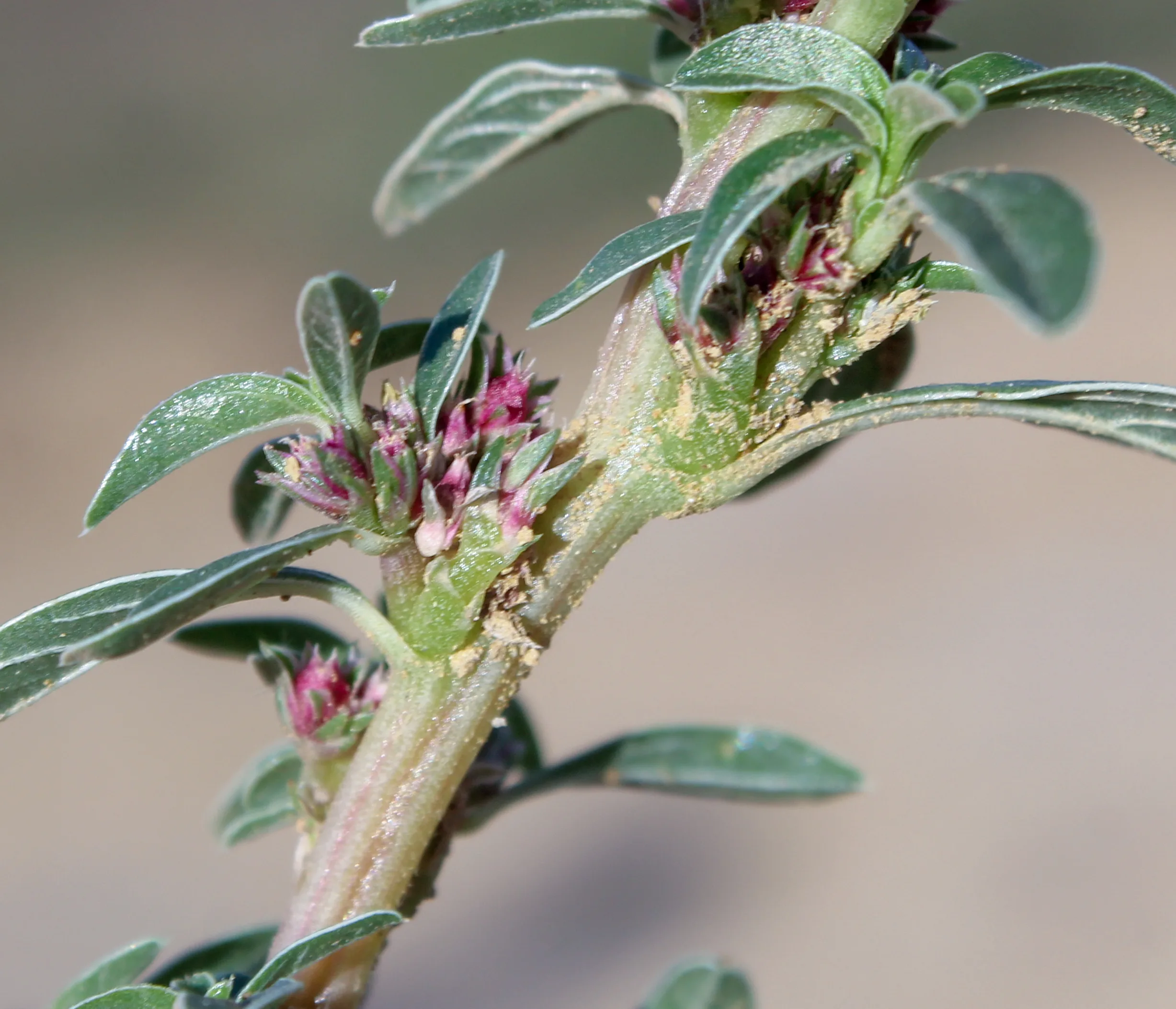 Amaranthus blitoides