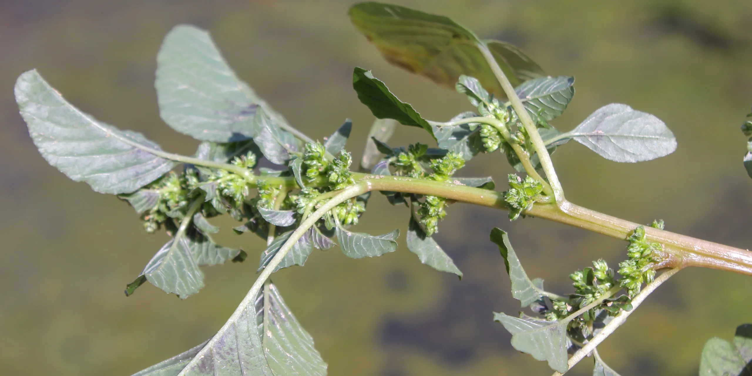 Amaranthus blitum