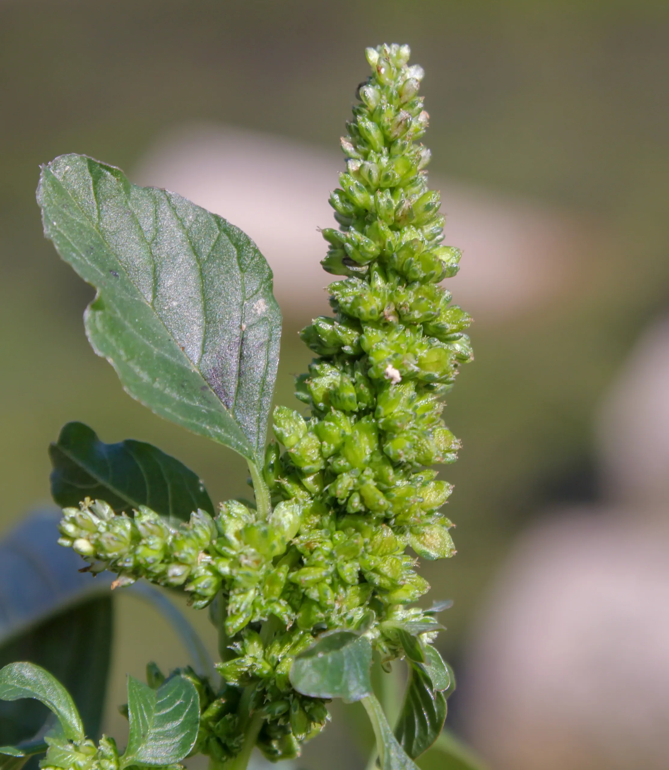 Amaranthus blitum