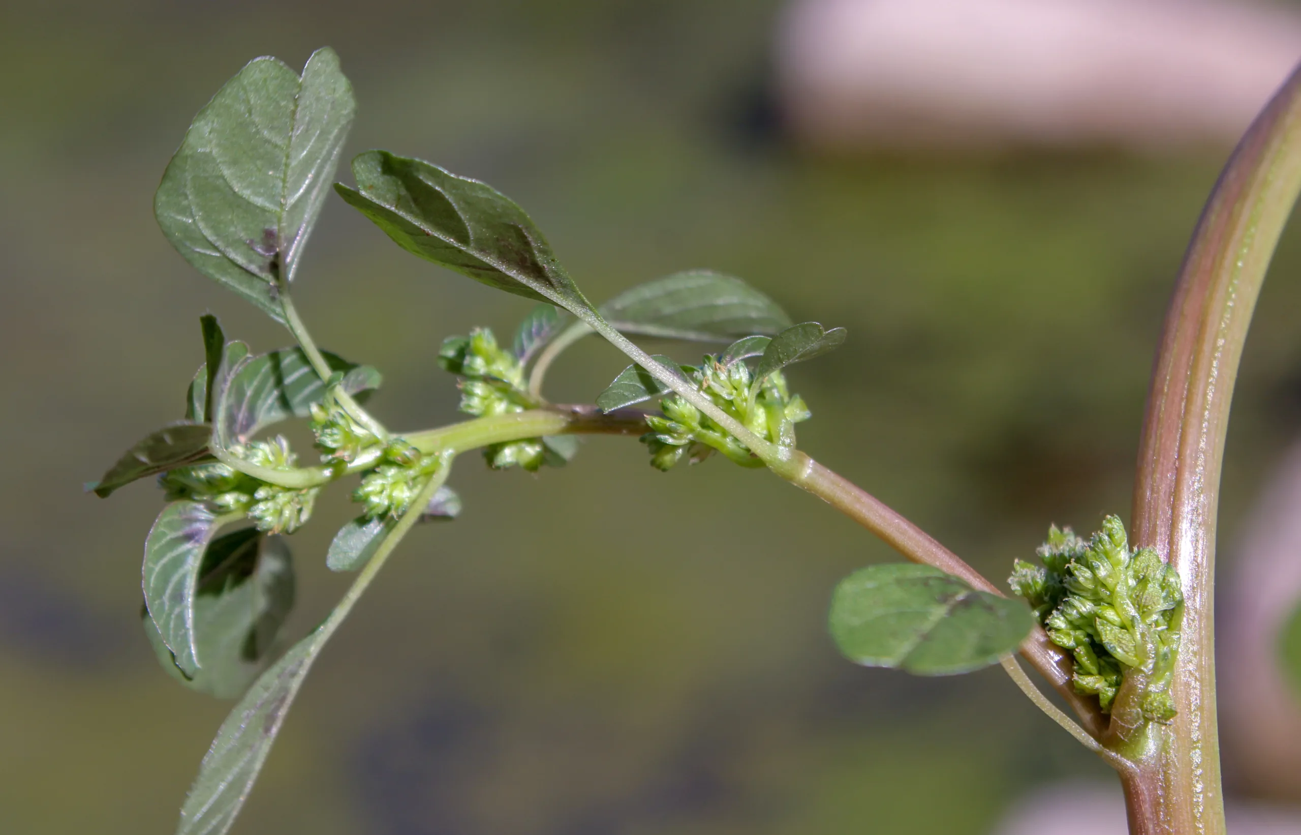 Amaranthus blitum