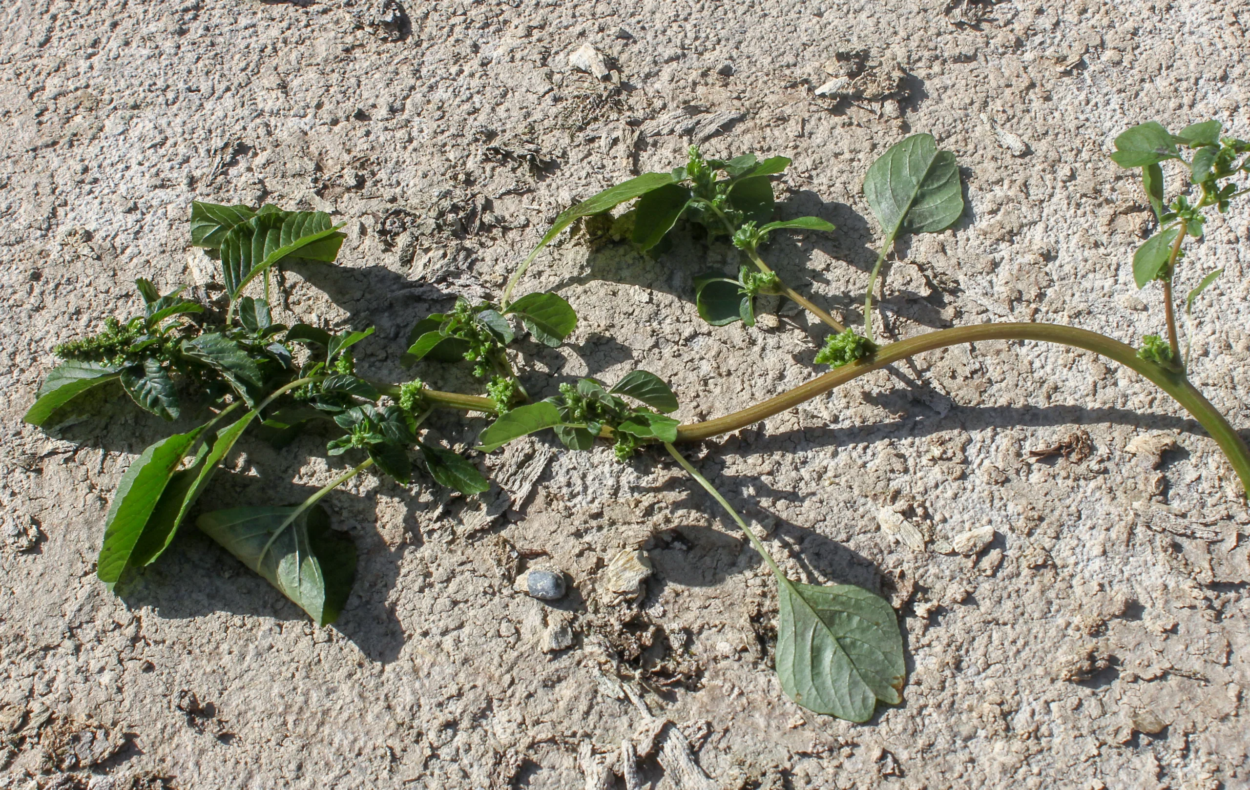 Amaranthus blitum
