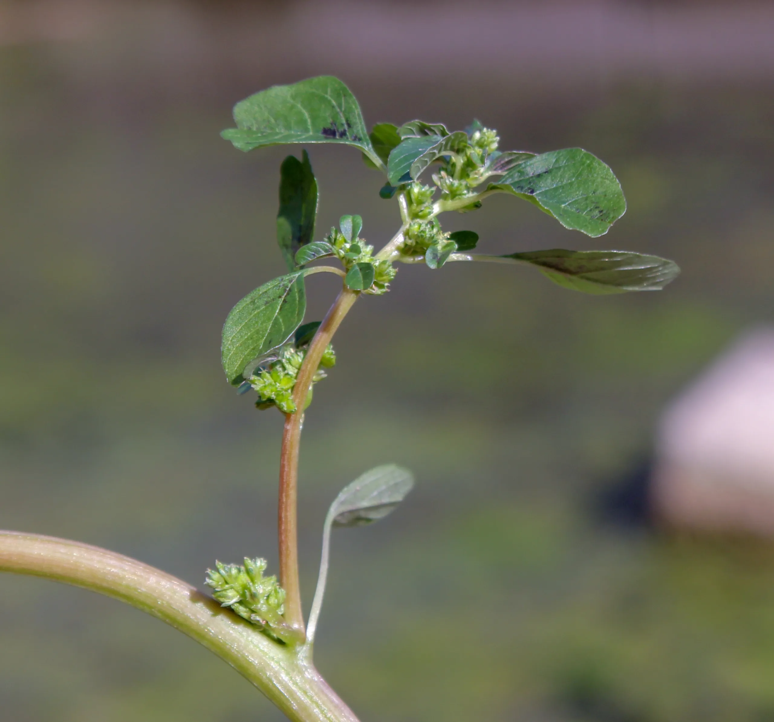Amaranthus blitum