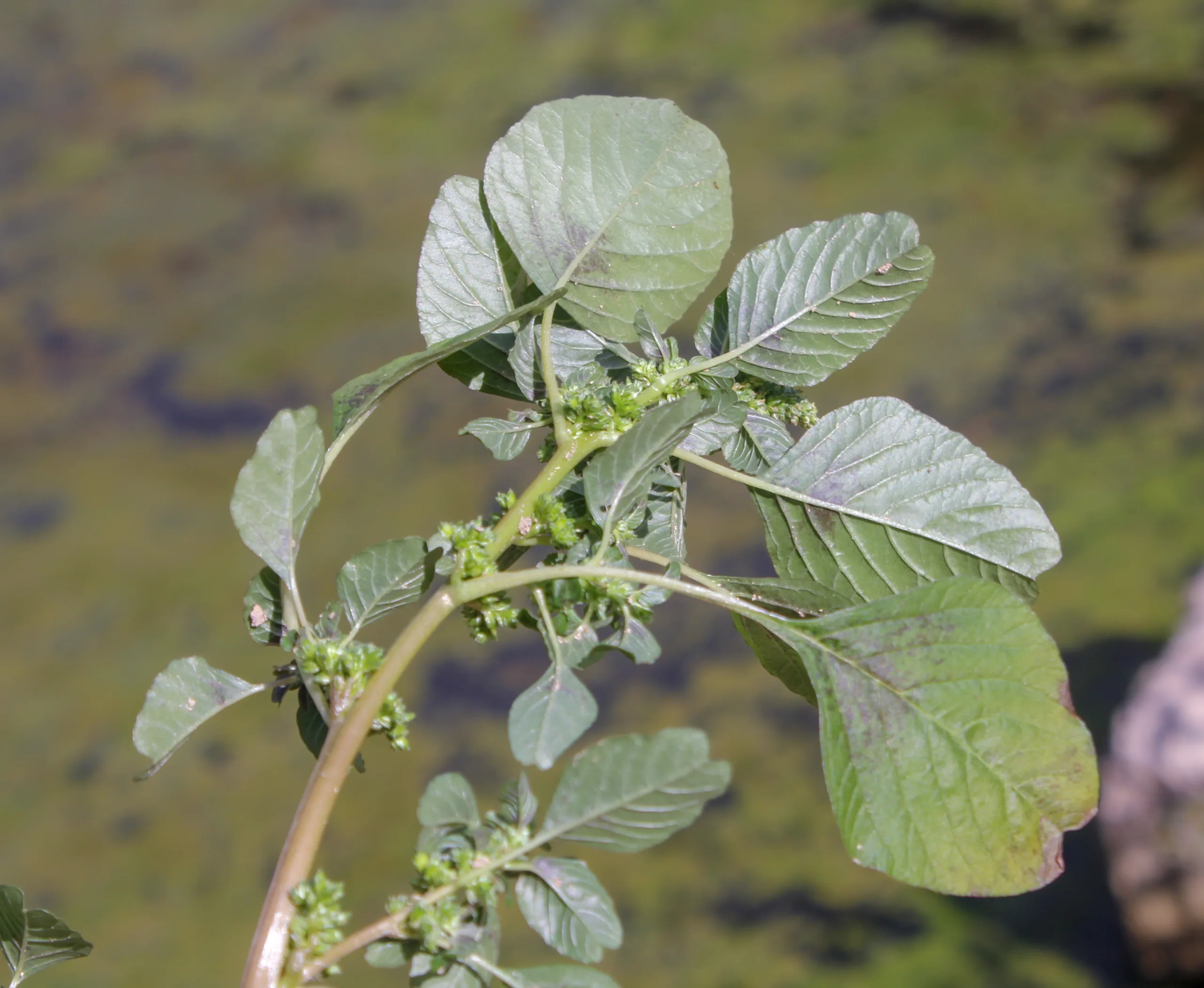 Amaranthus blitum