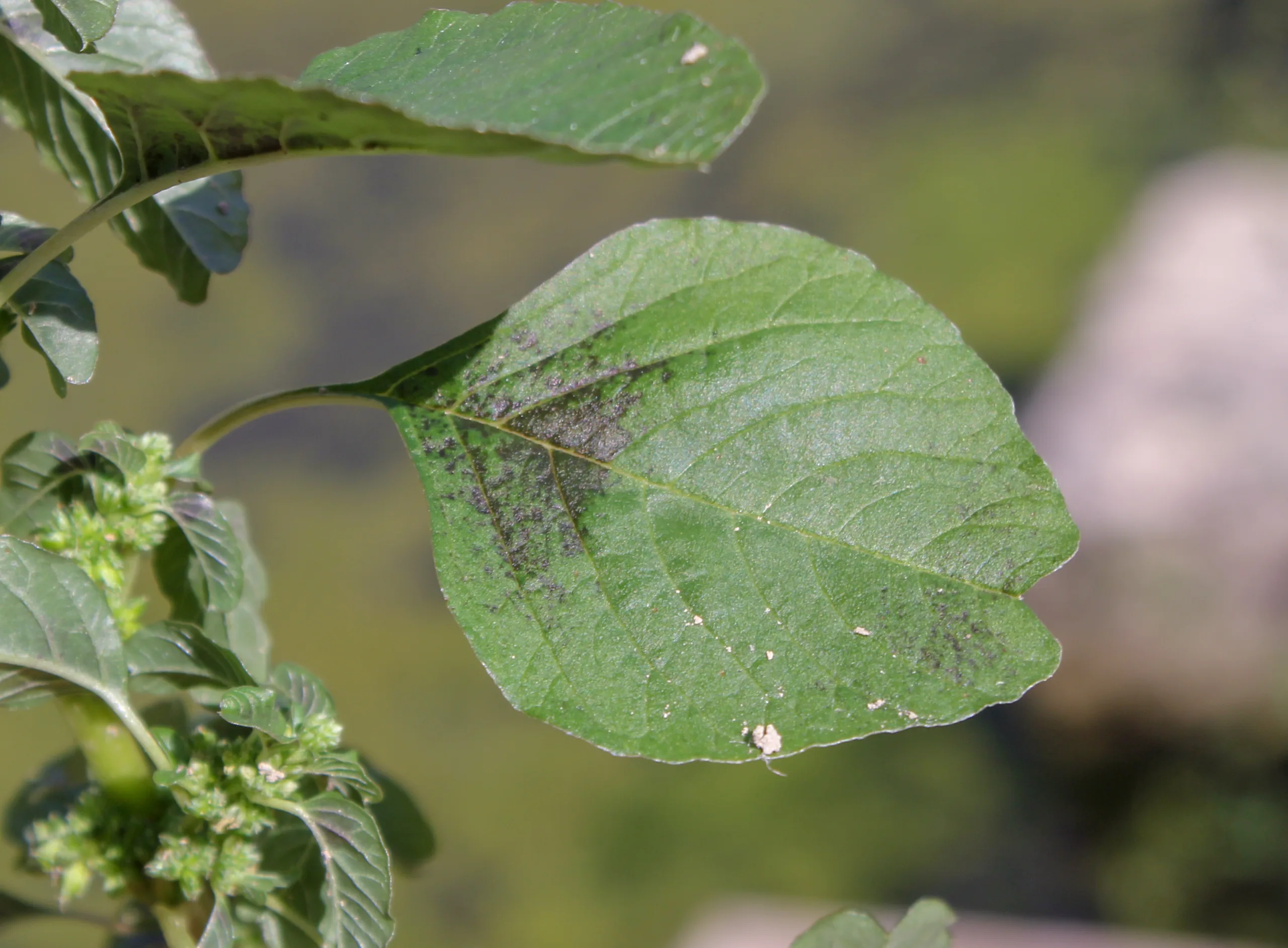 Amaranthus blitum