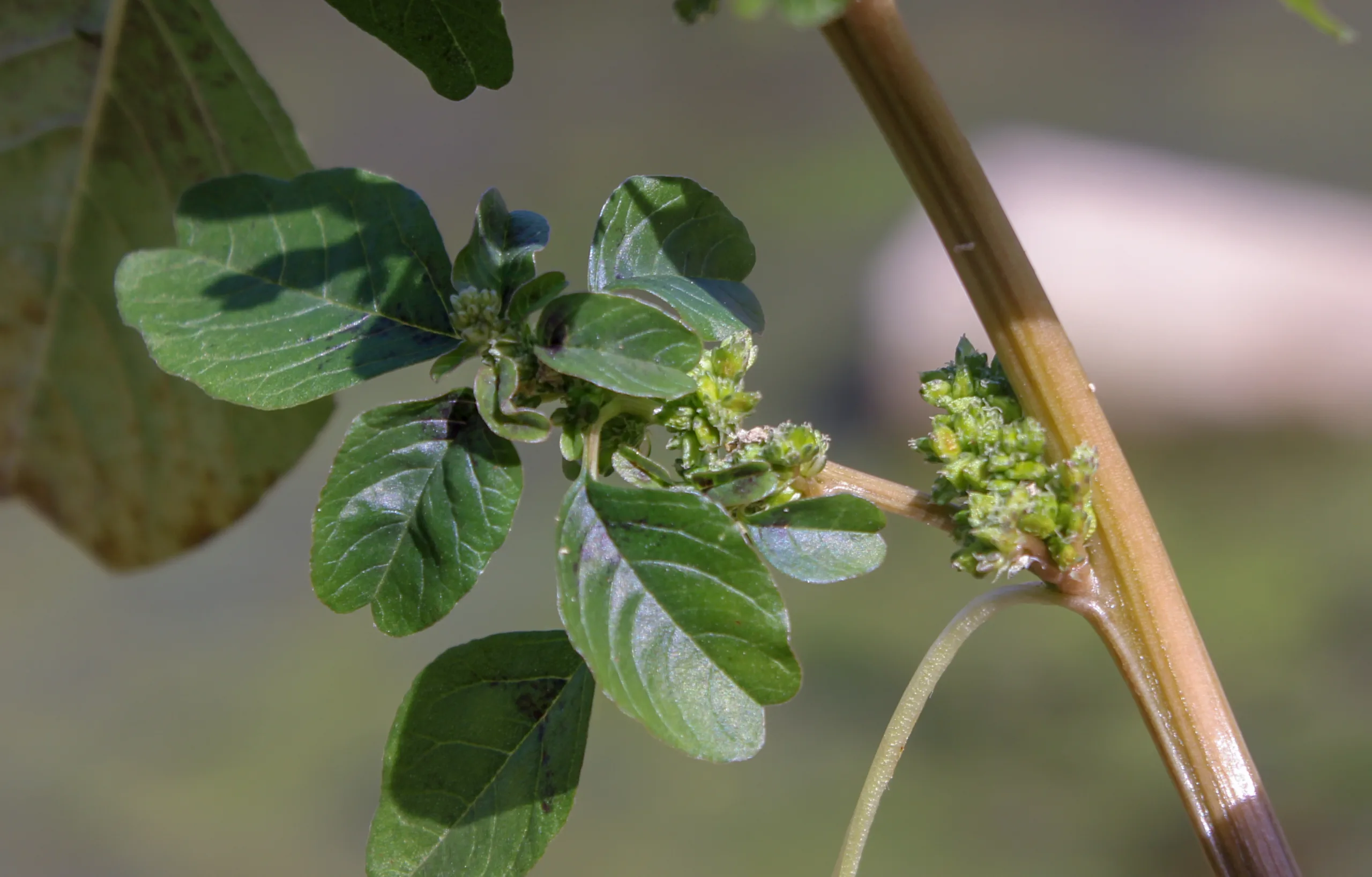 Amaranthus blitum