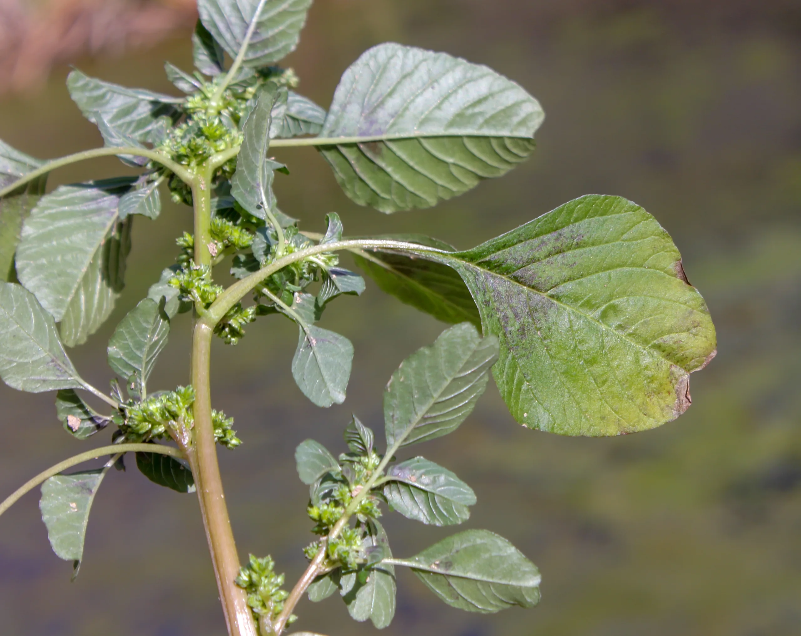 Amaranthus blitum