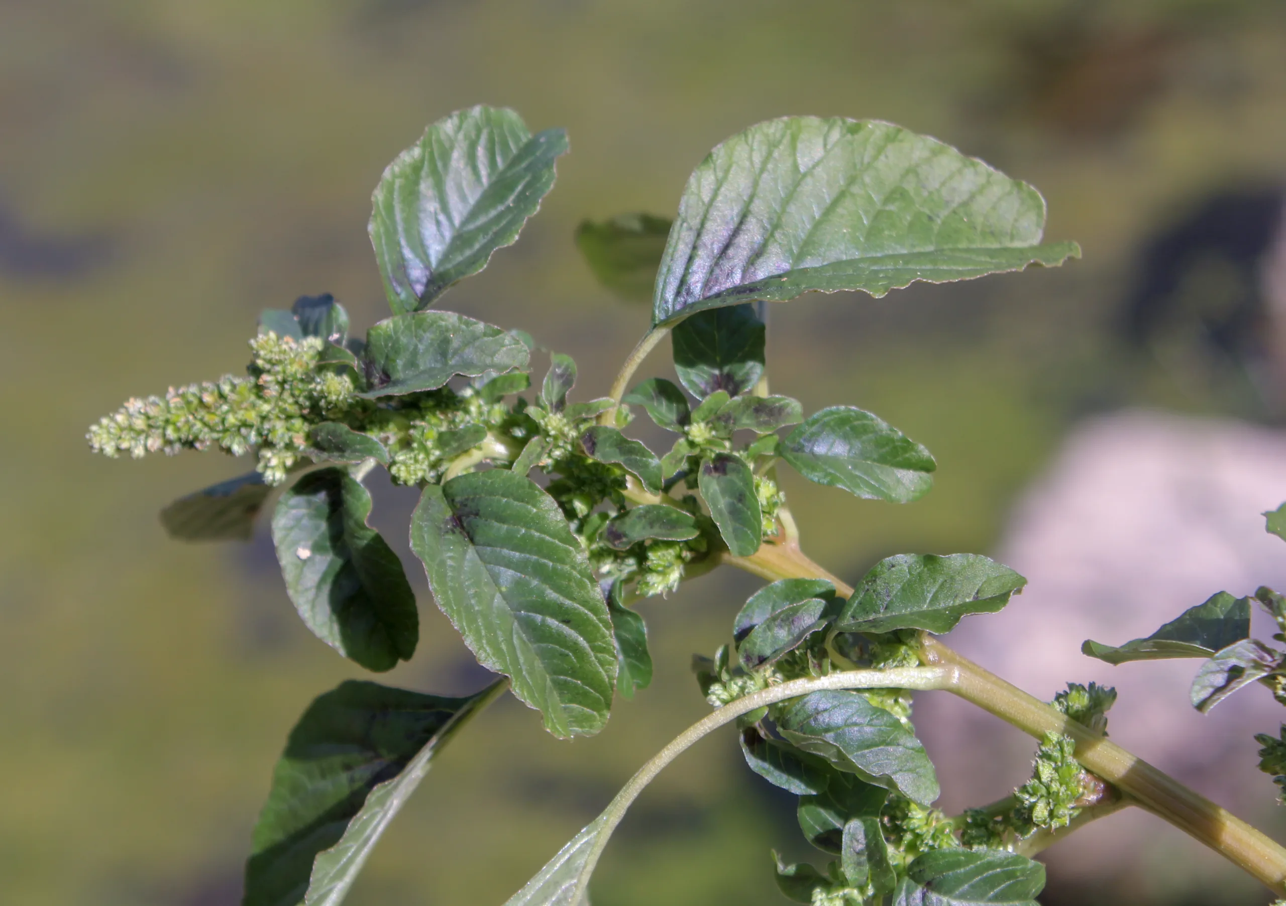 Amaranthus blitum