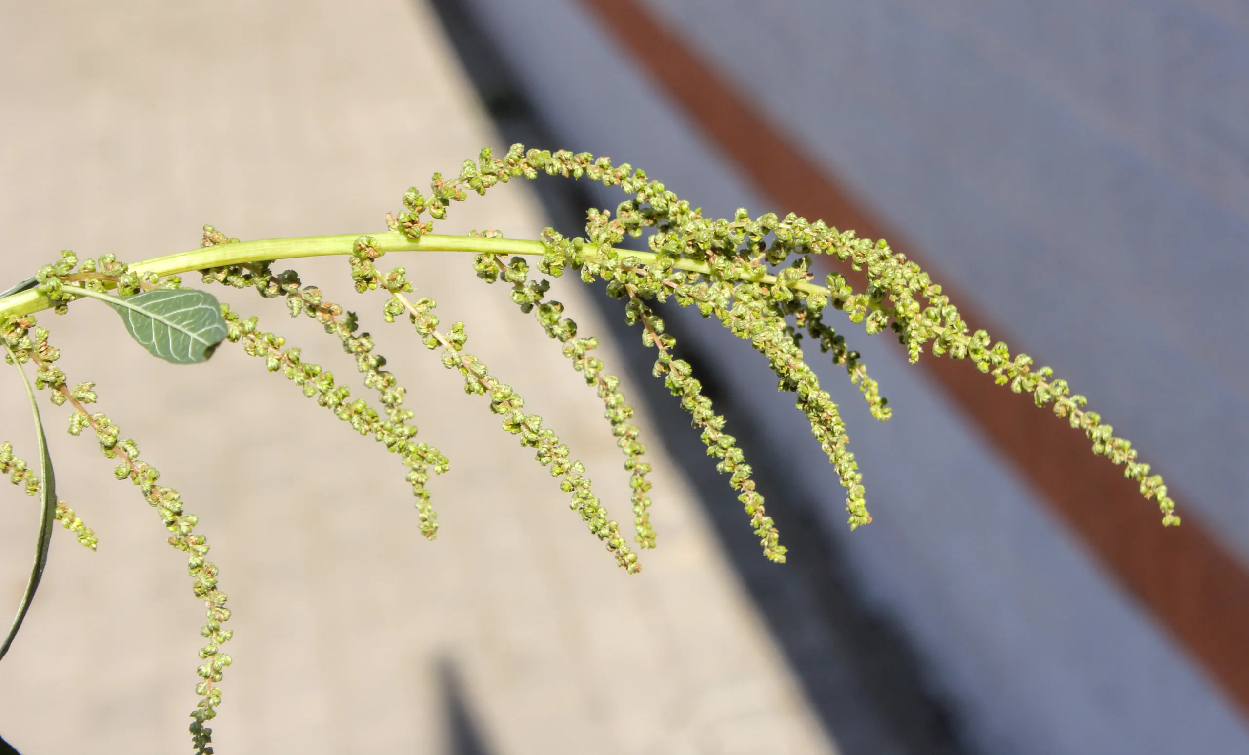 Amaranthus viridis