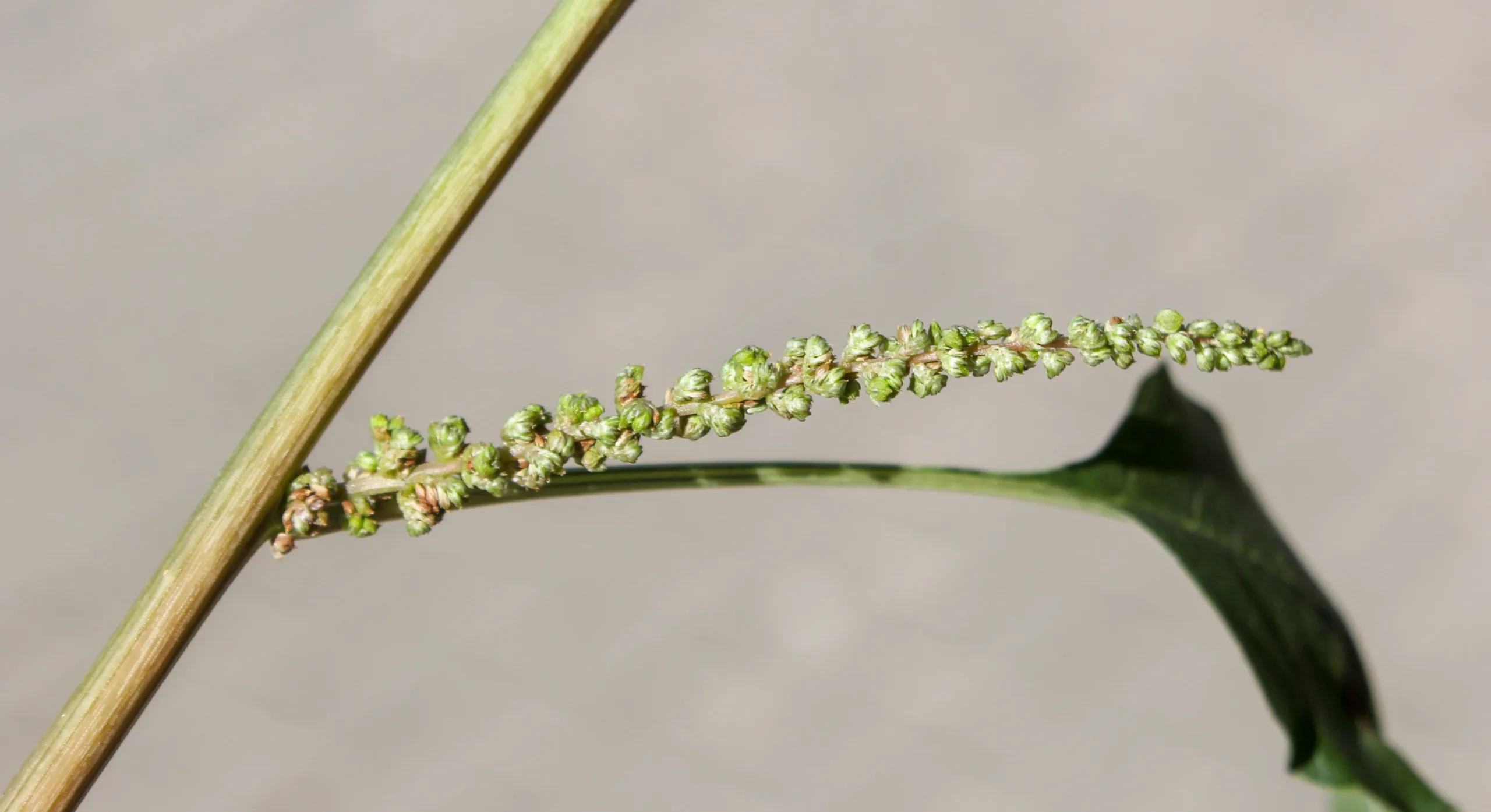 Amaranthus viridis