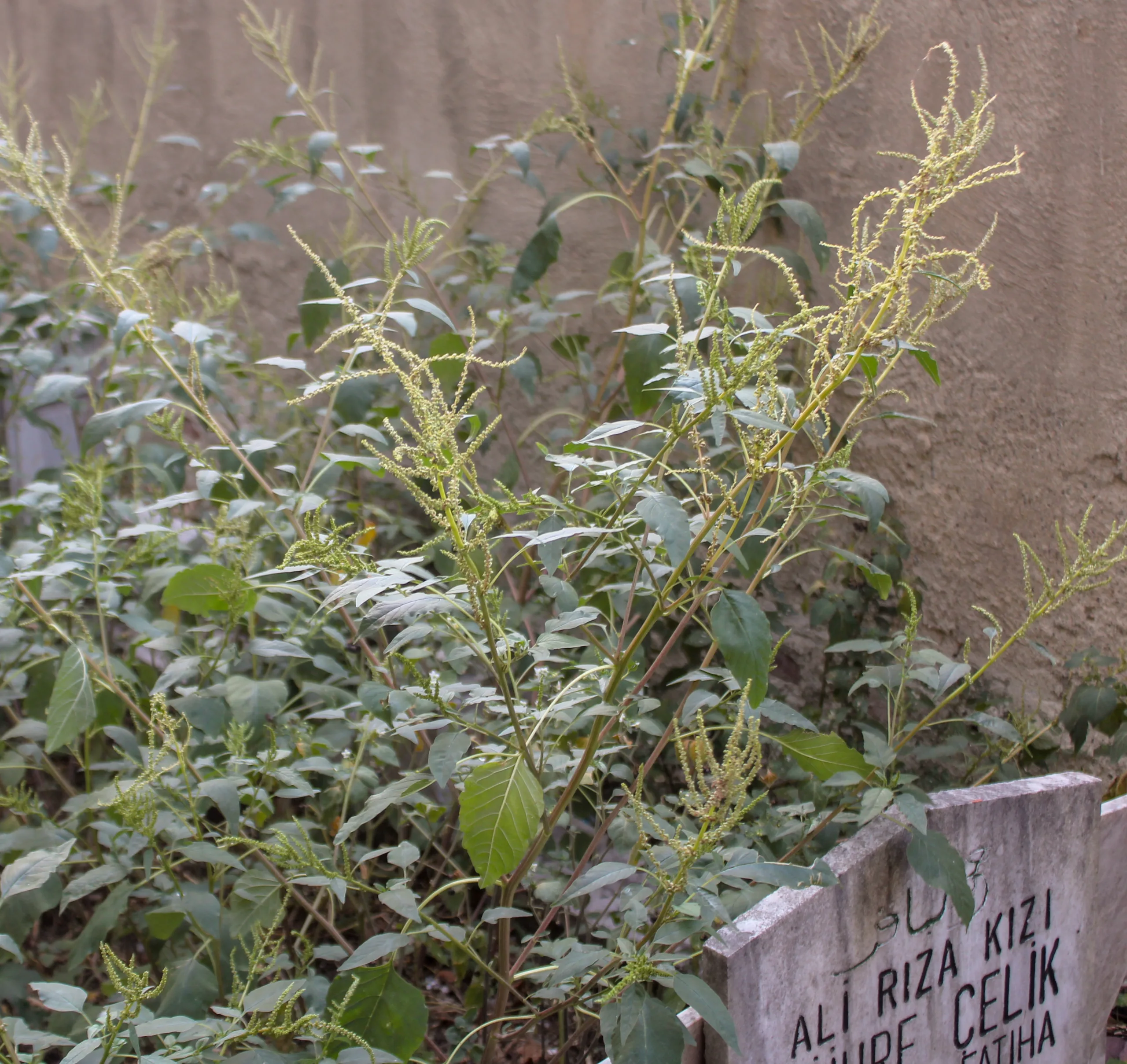 Amaranthus viridis