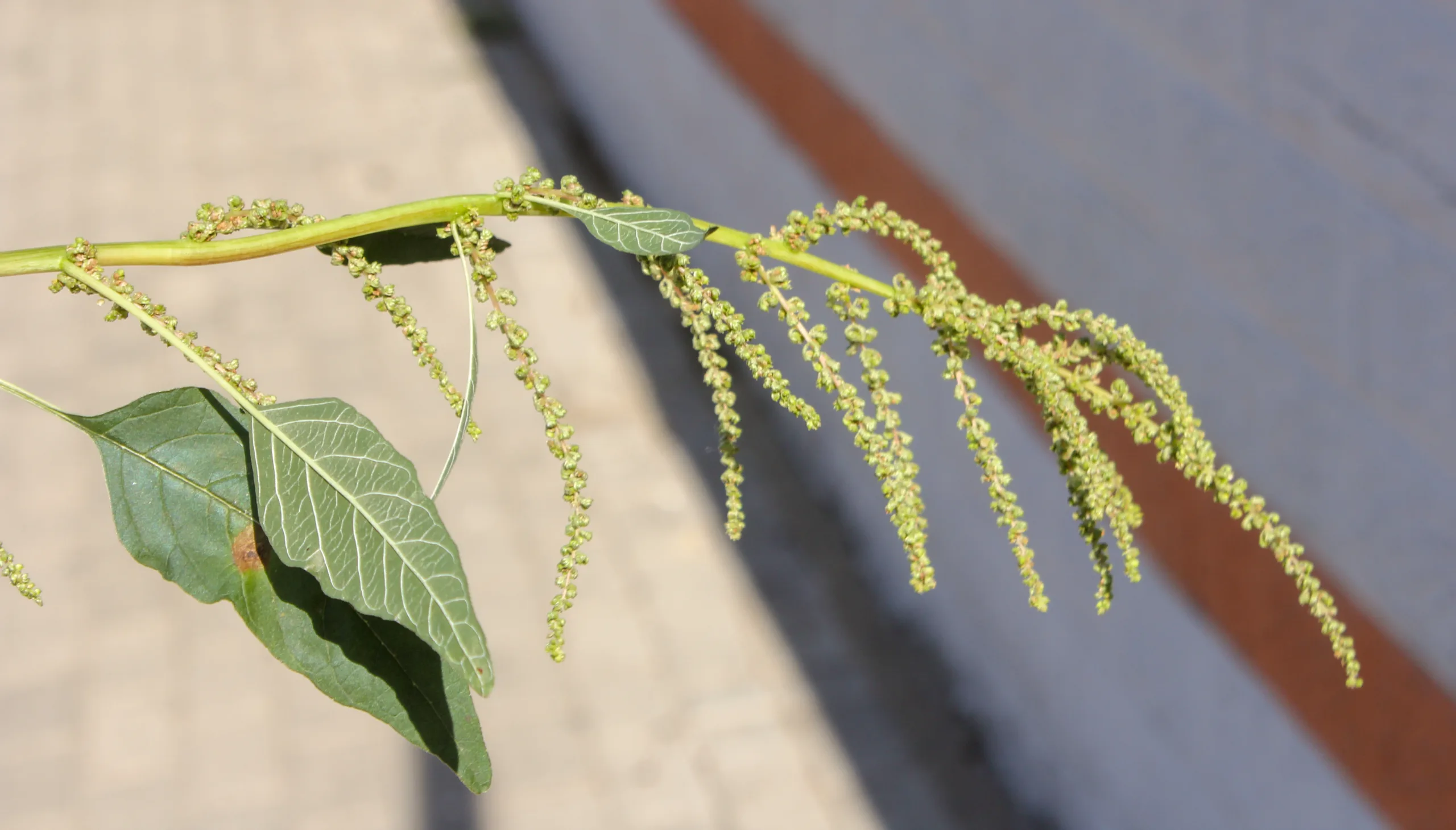 Amaranthus viridis