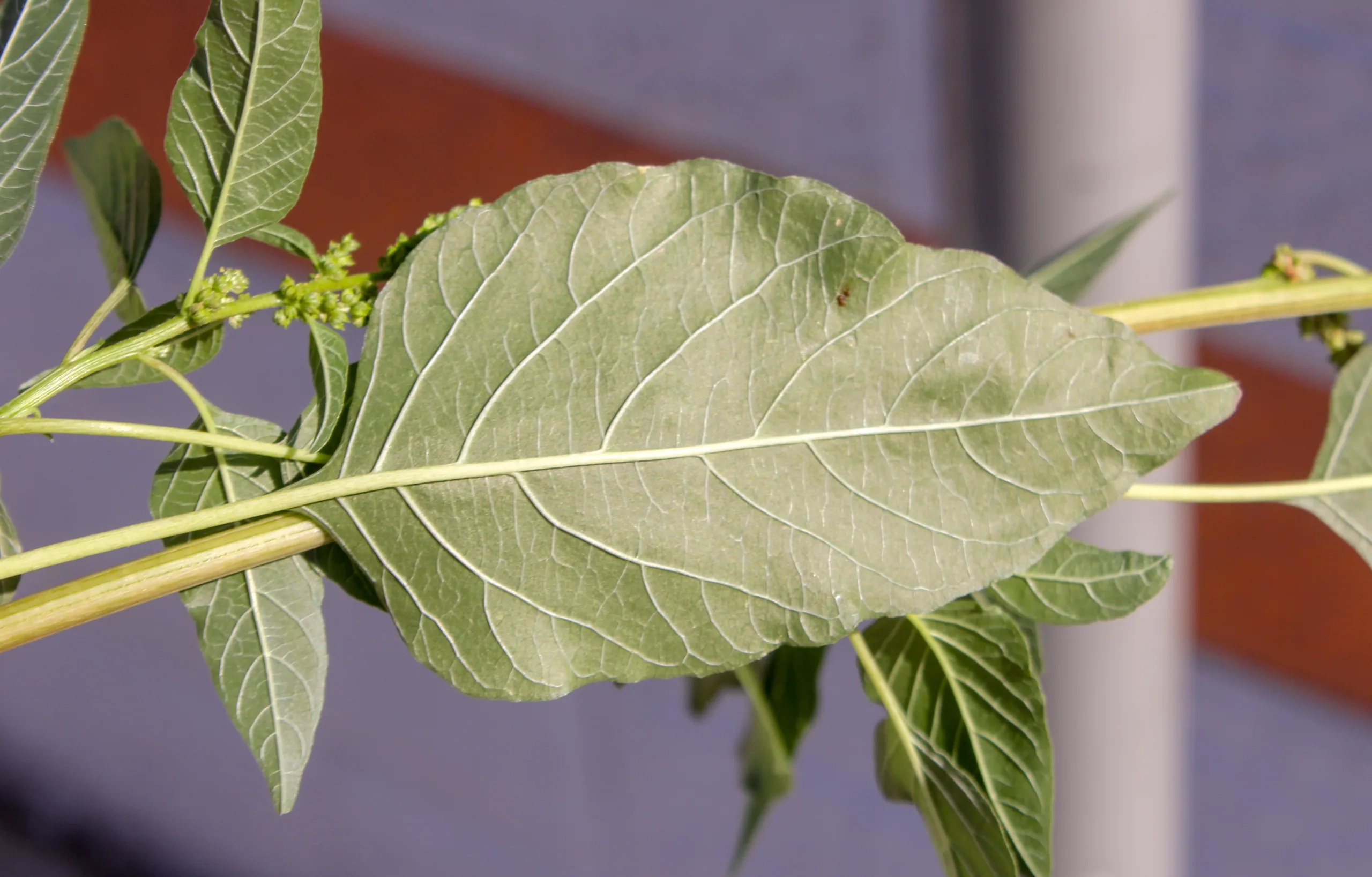Amaranthus viridis
