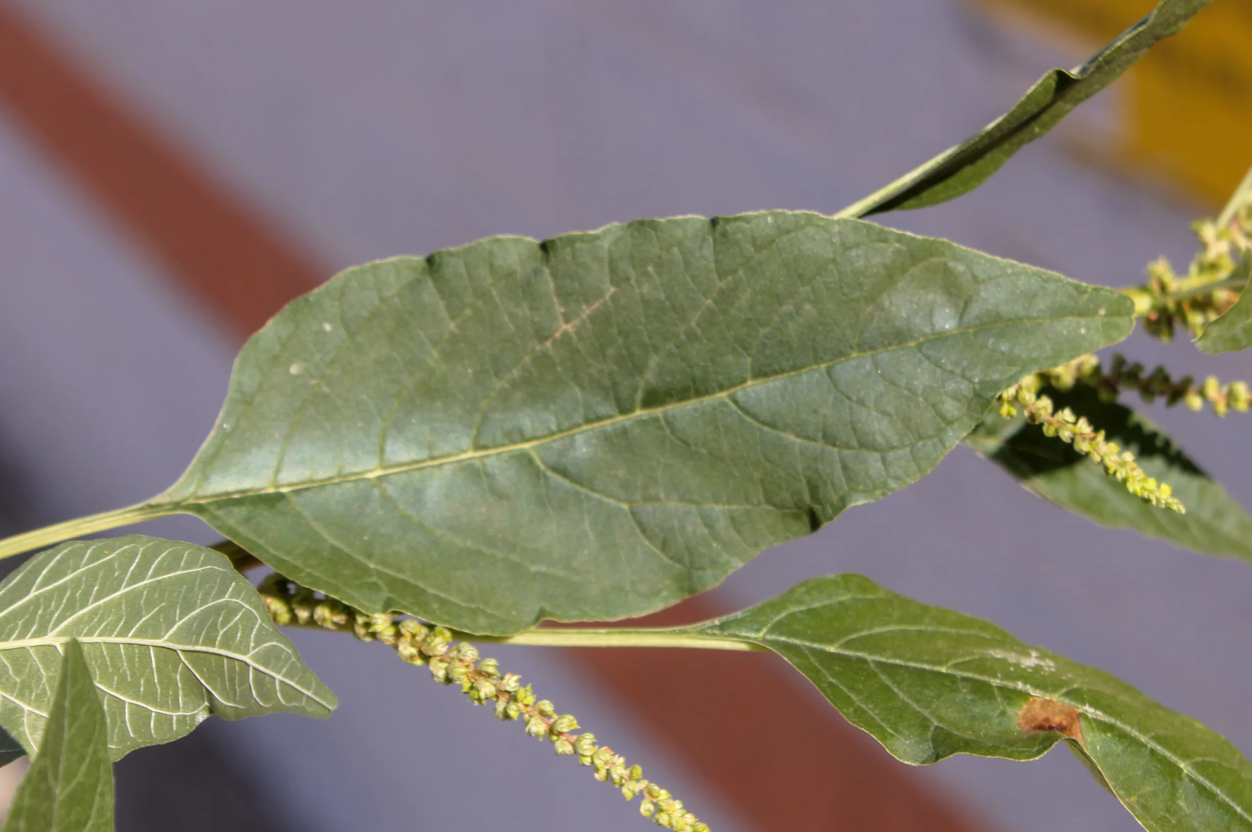 Amaranthus viridis