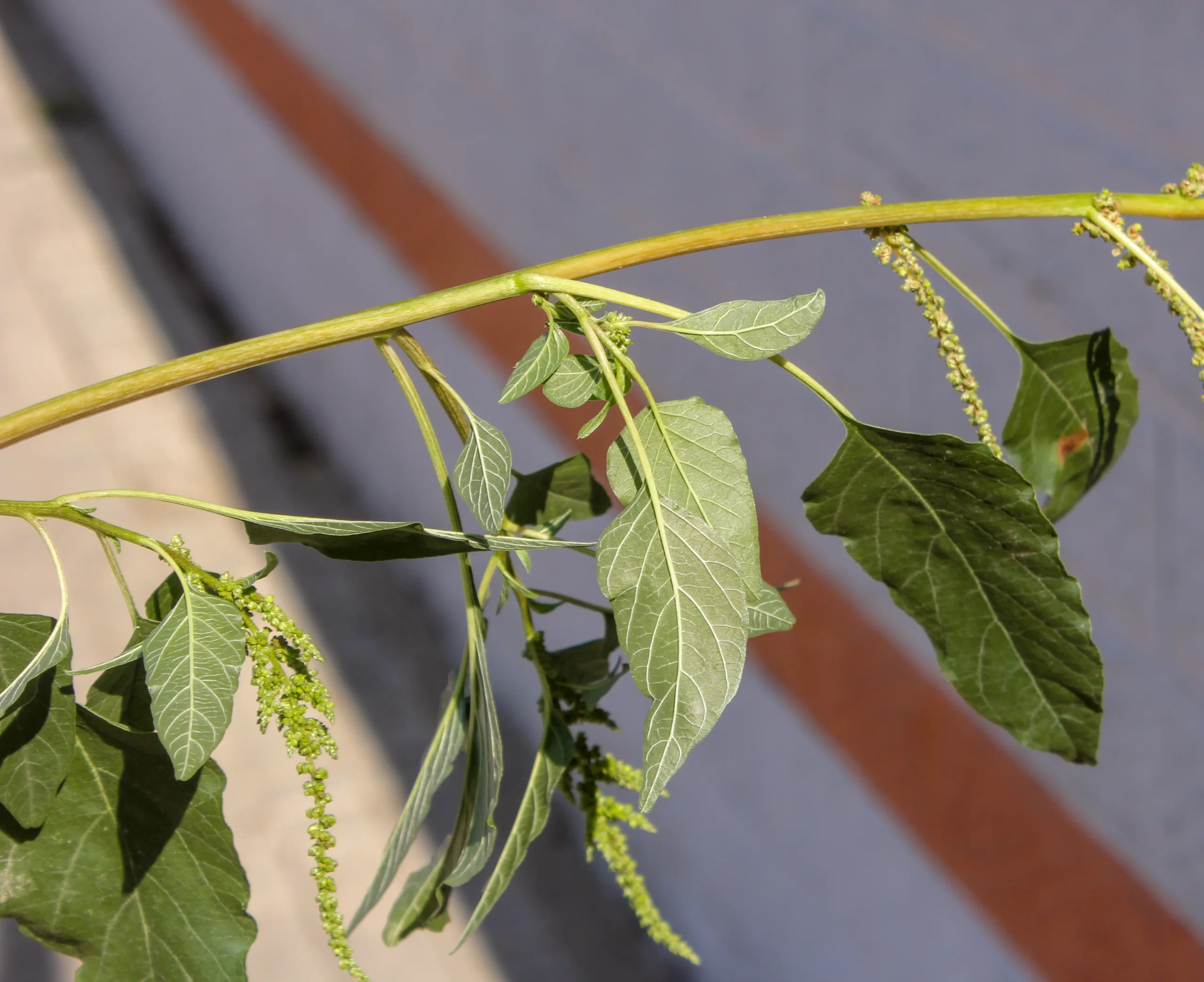 Amaranthus viridis