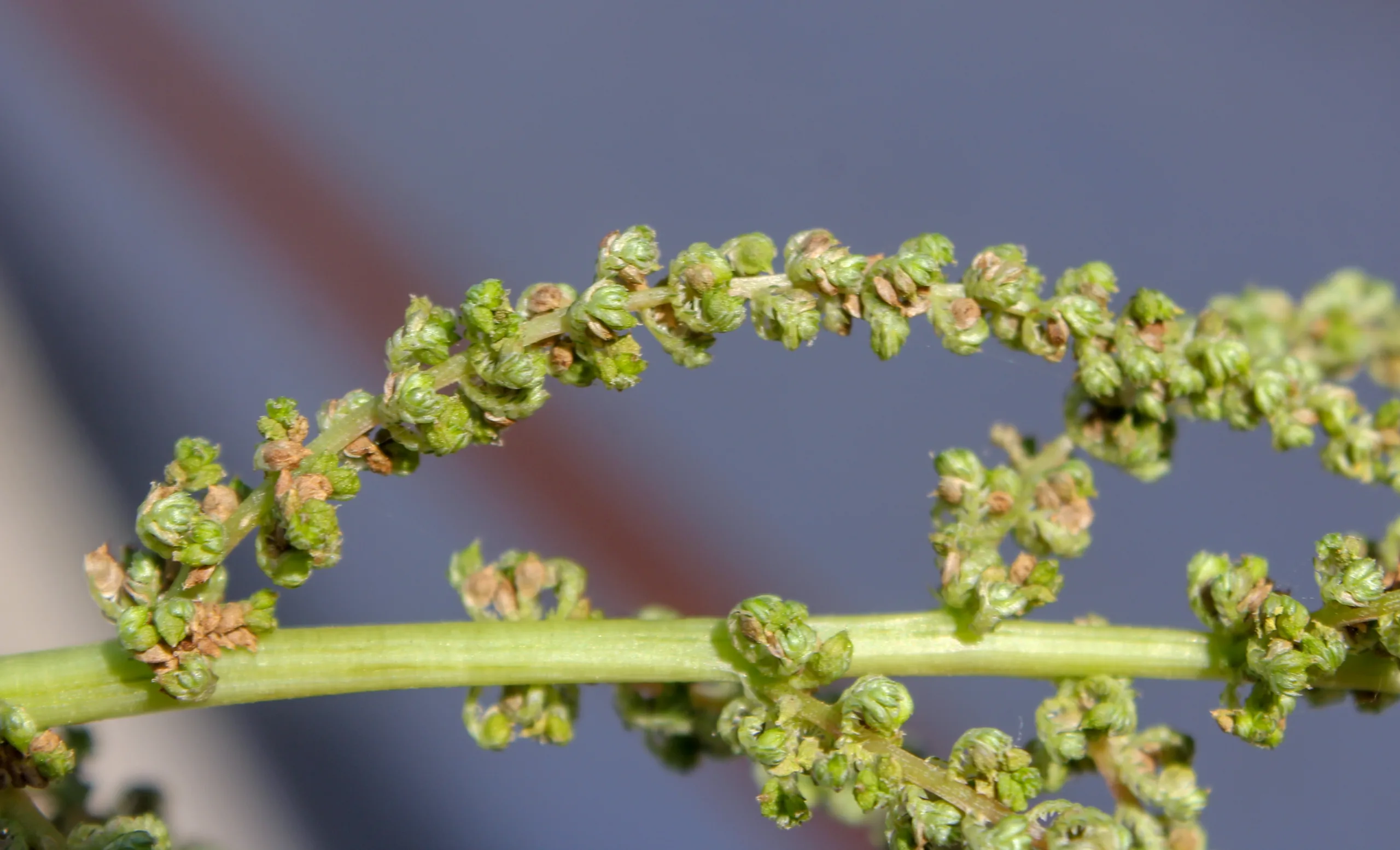 Amaranthus viridis