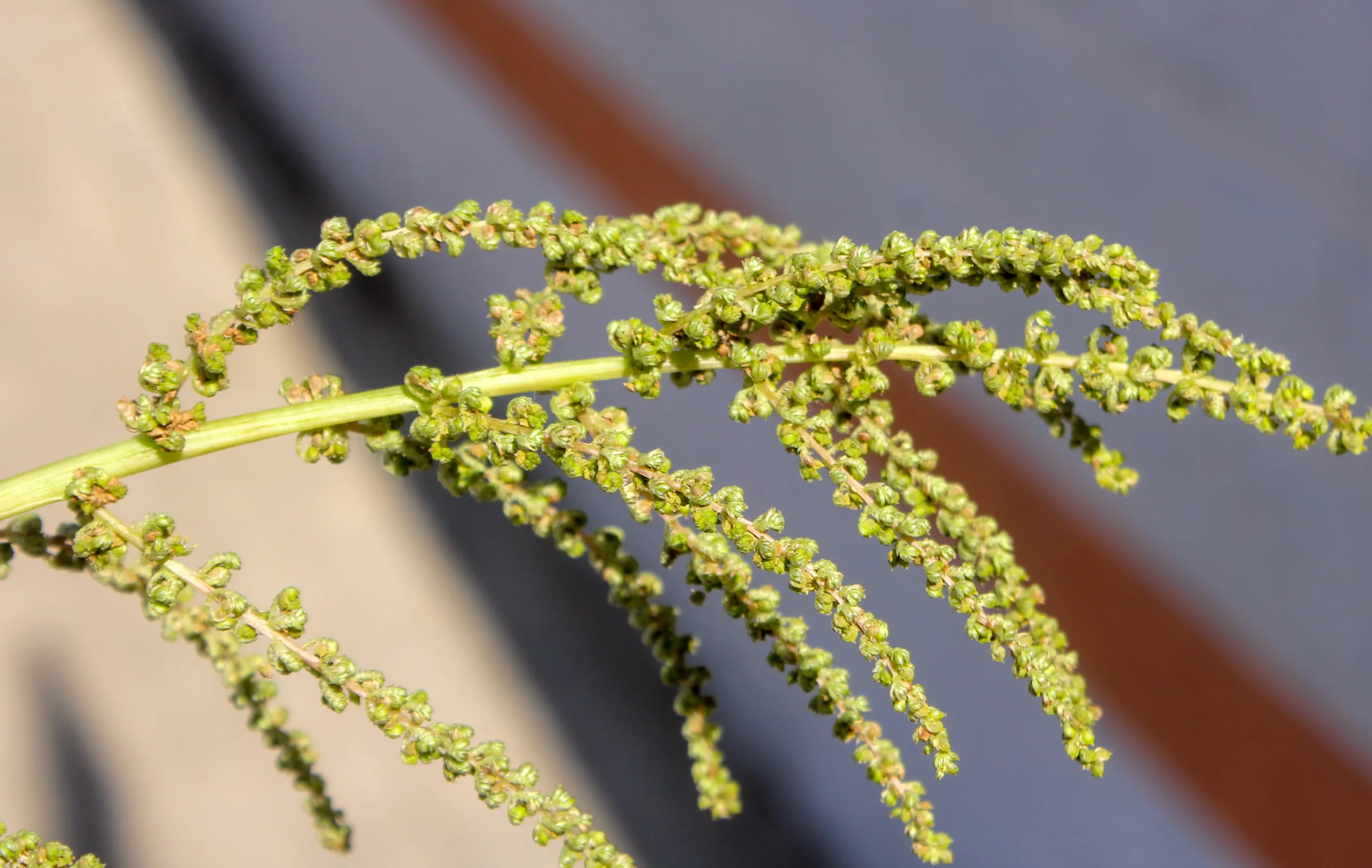 Amaranthus viridis