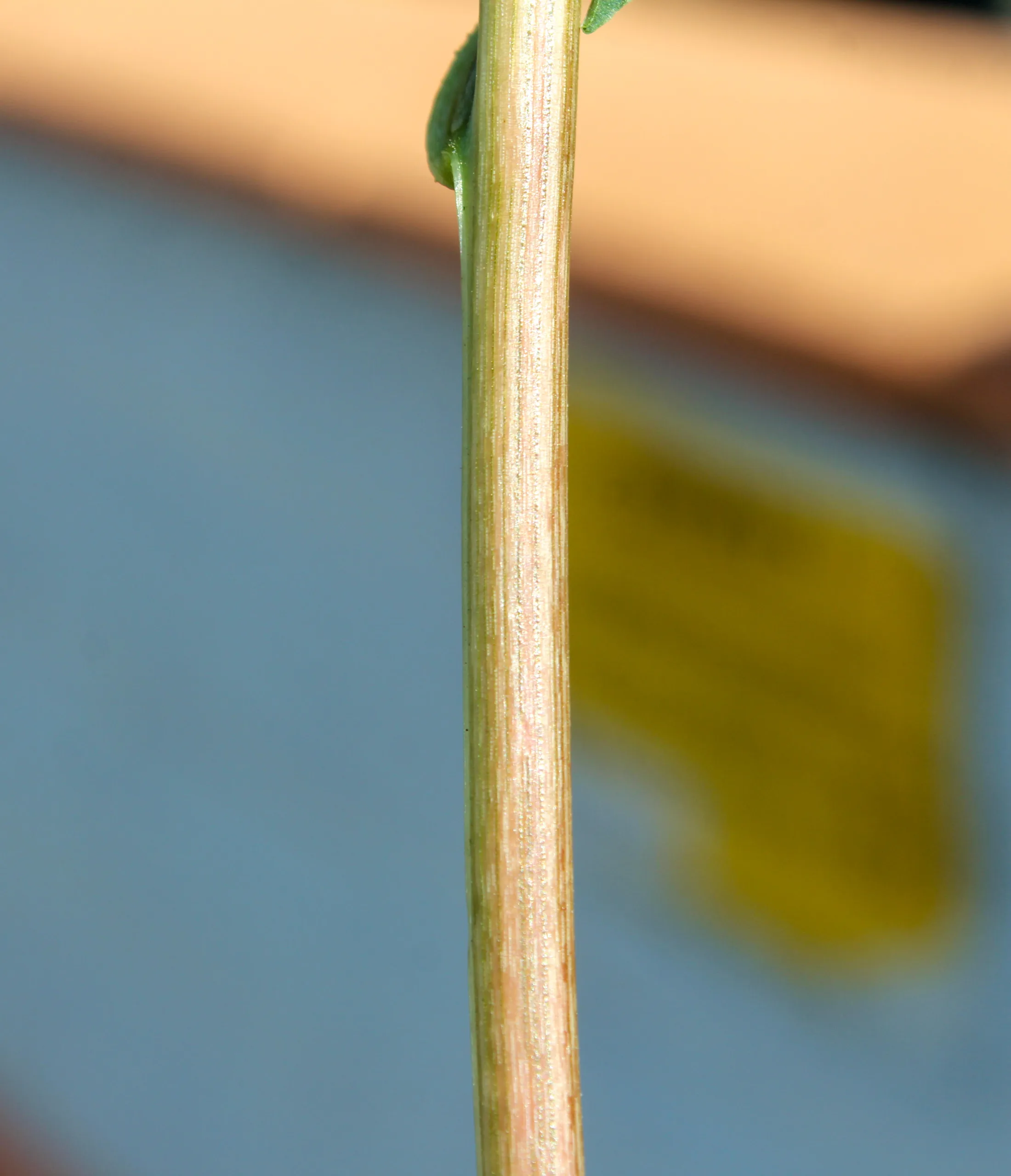 Amaranthus viridis