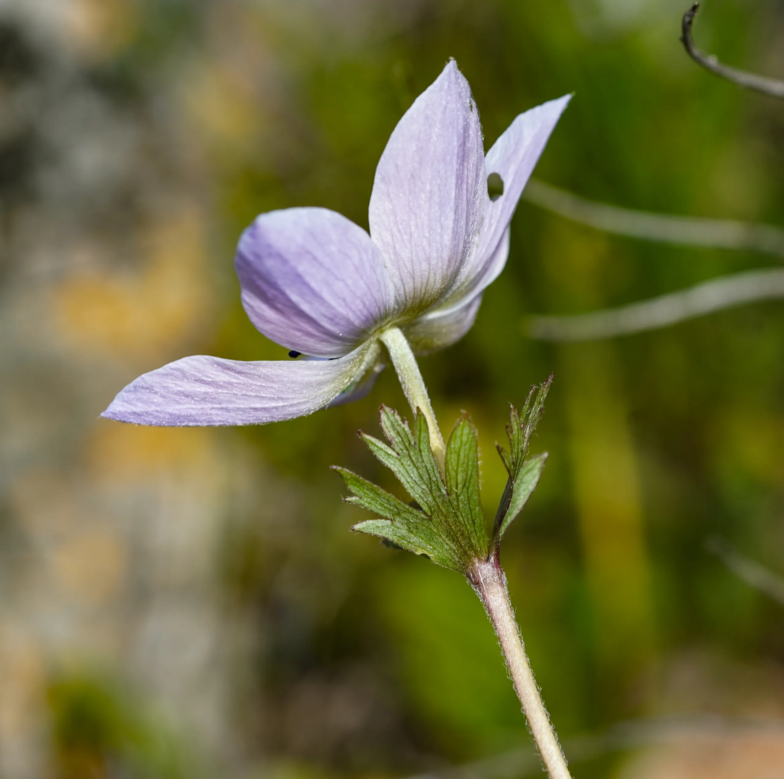 Anemone coronaria