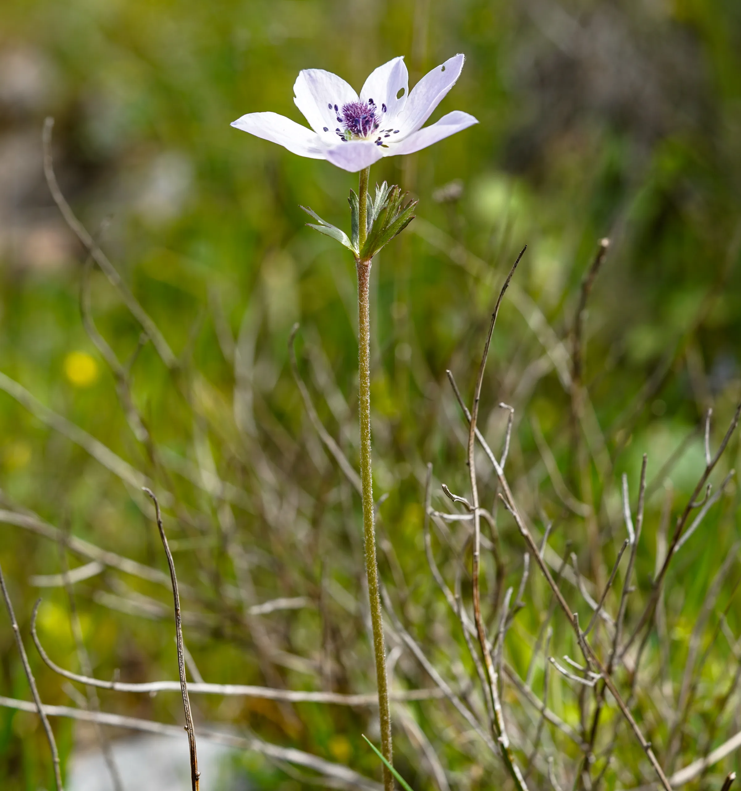 Anemone coronaria