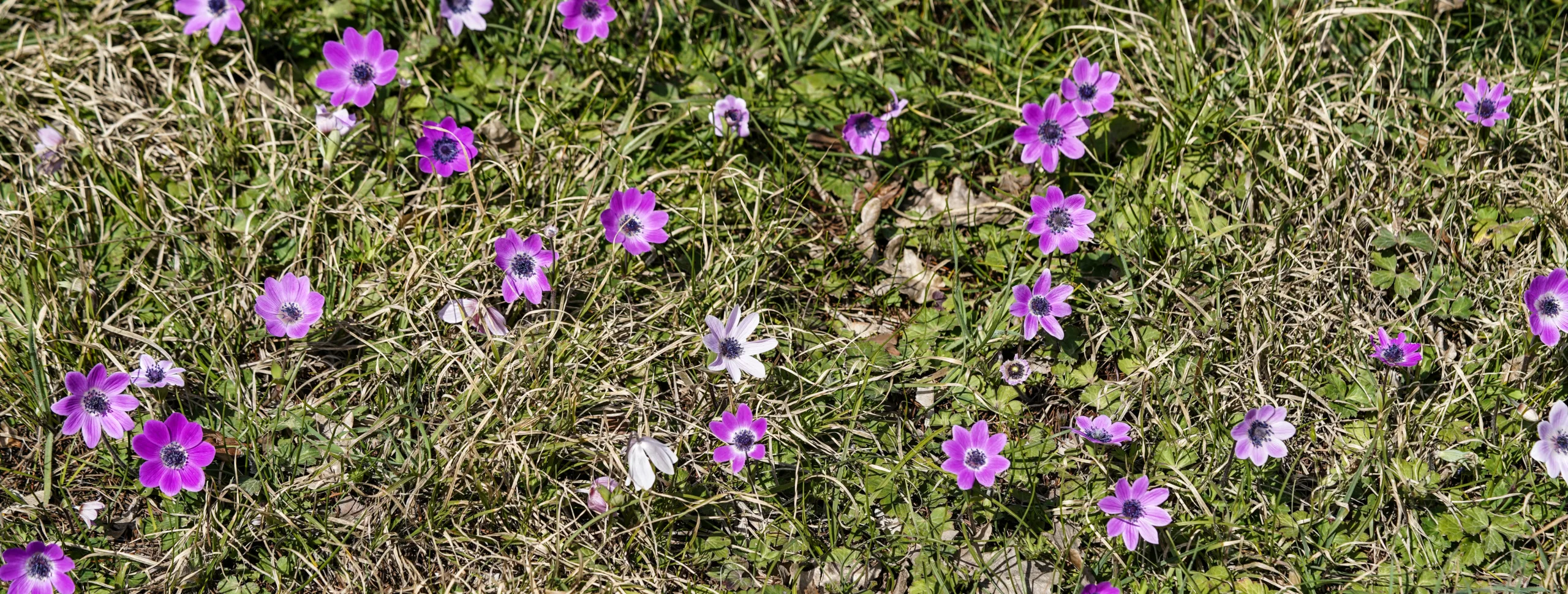 Anemone hortensis subsp. pavonina