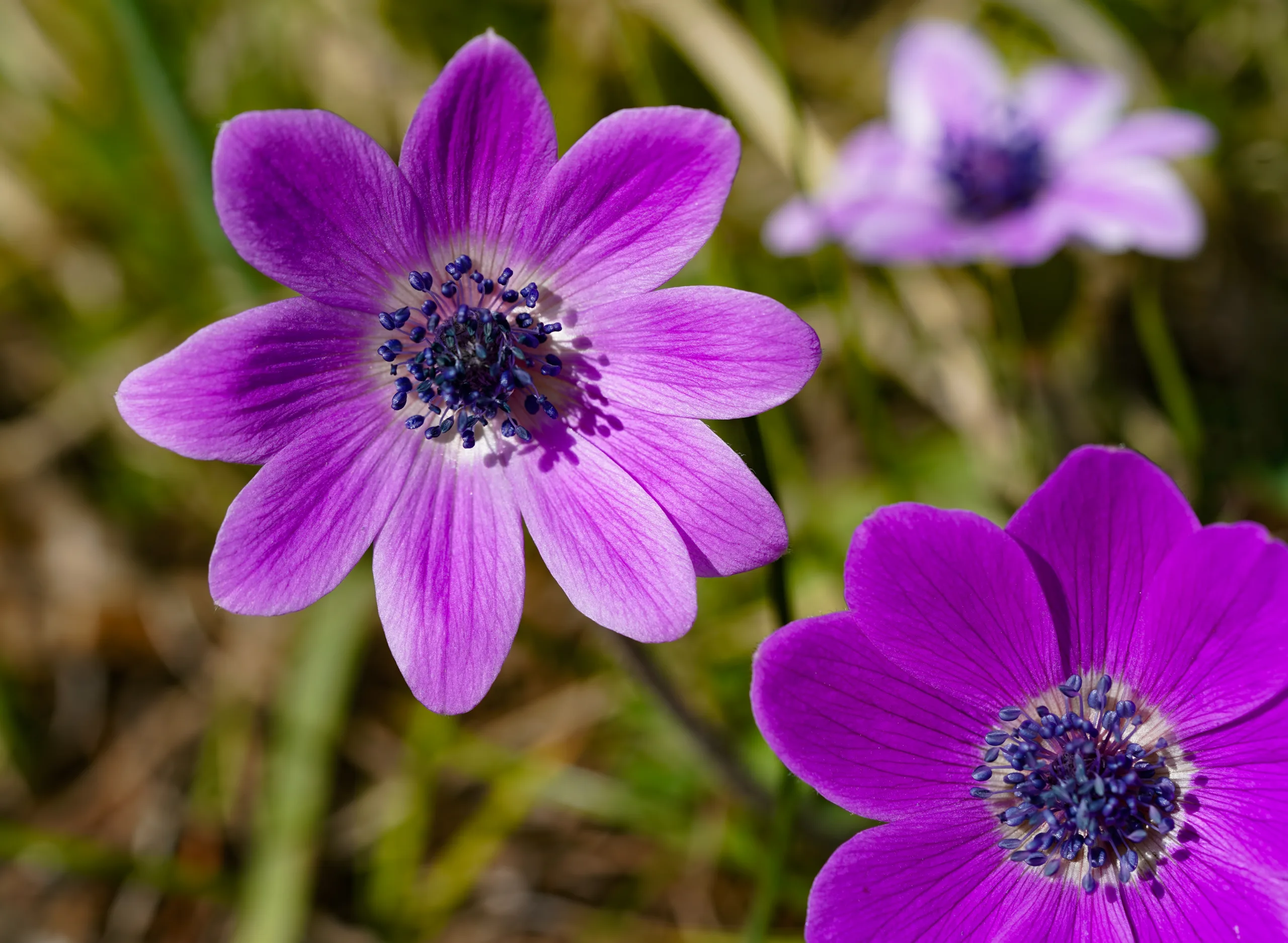 Anemone hortensis subsp. pavonina