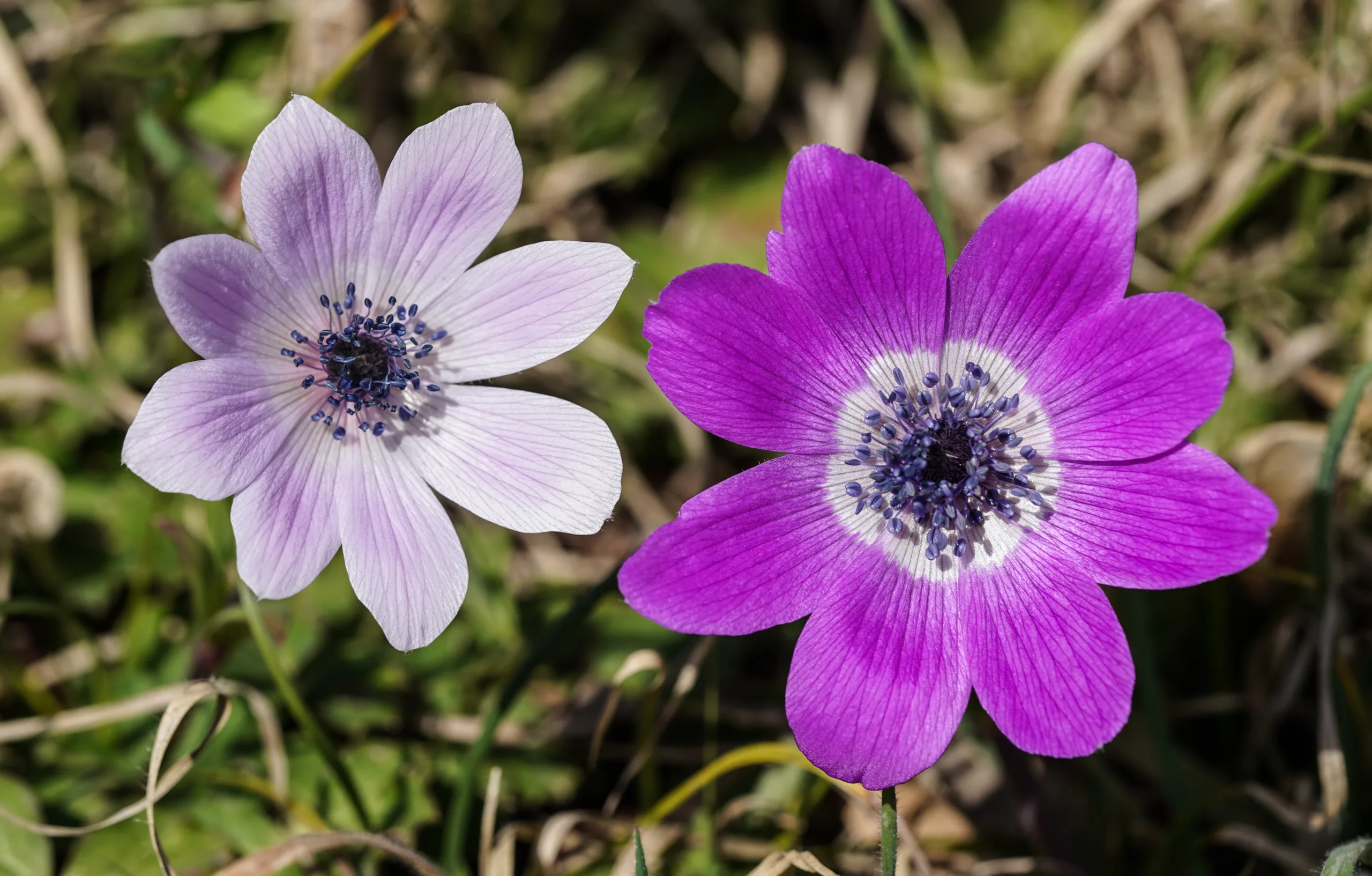 Anemone hortensis subsp. pavonina