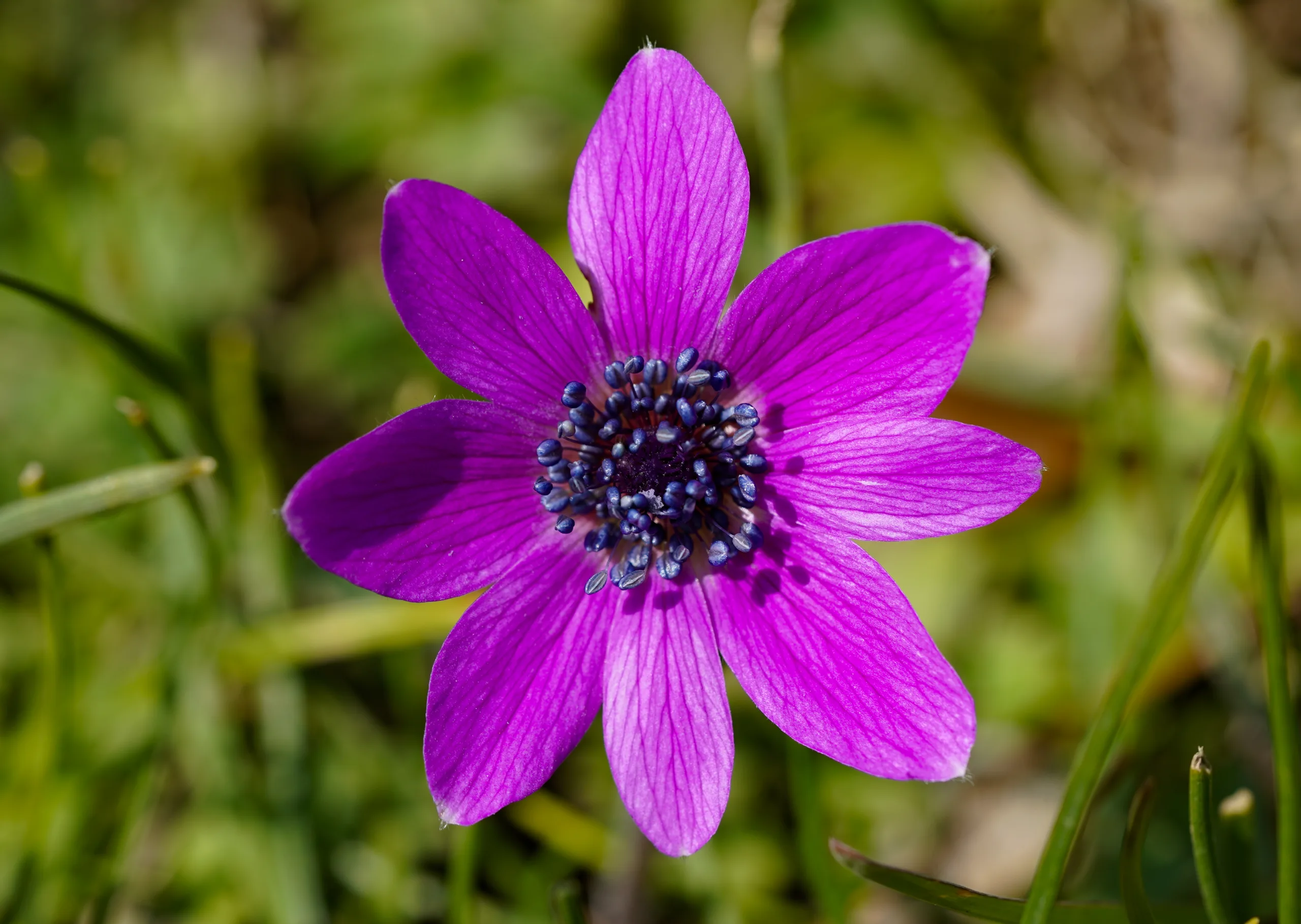 Anemone hortensis subsp. pavonina