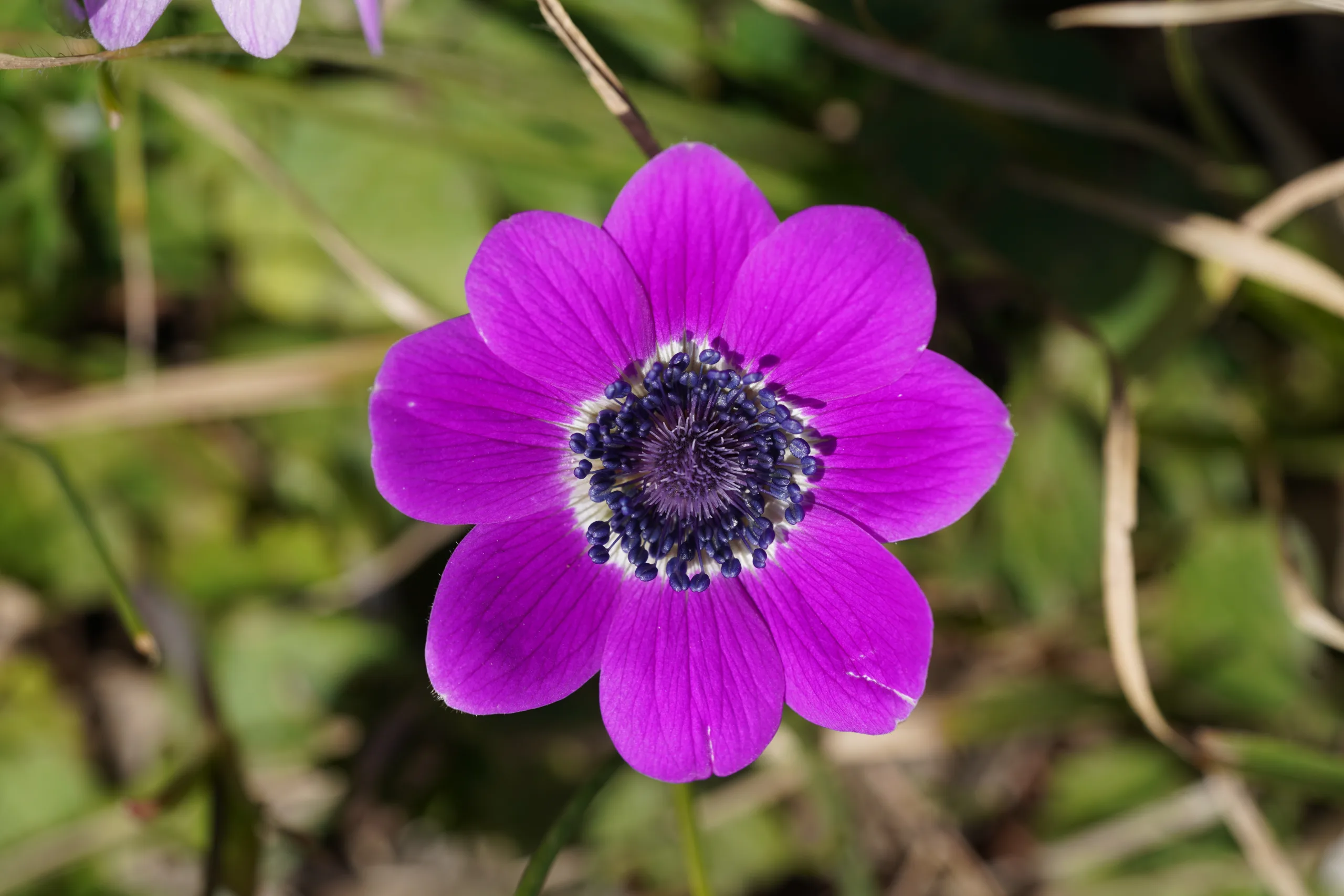 Anemone hortensis subsp. pavonina