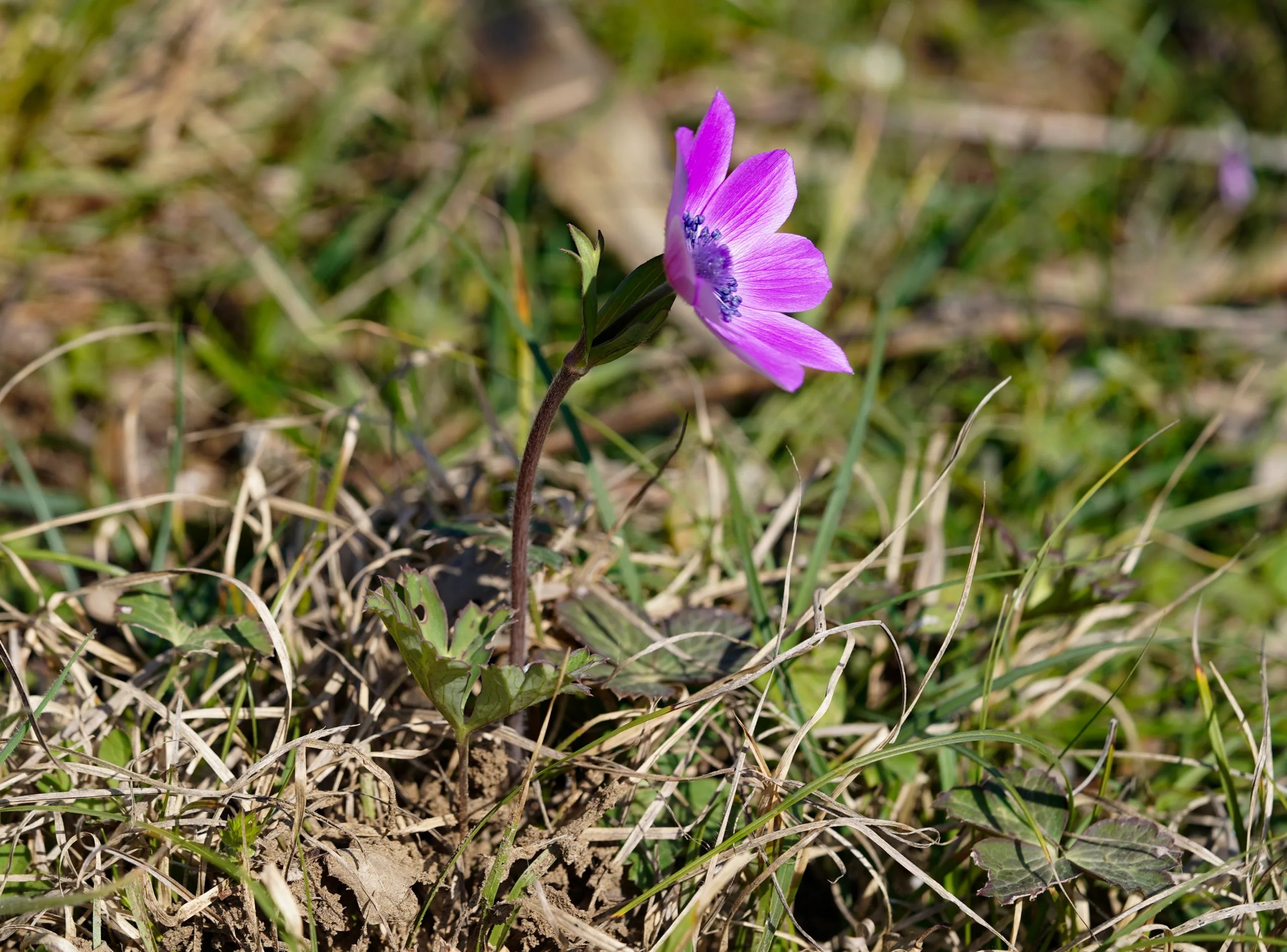 Anemone hortensis subsp. pavonina