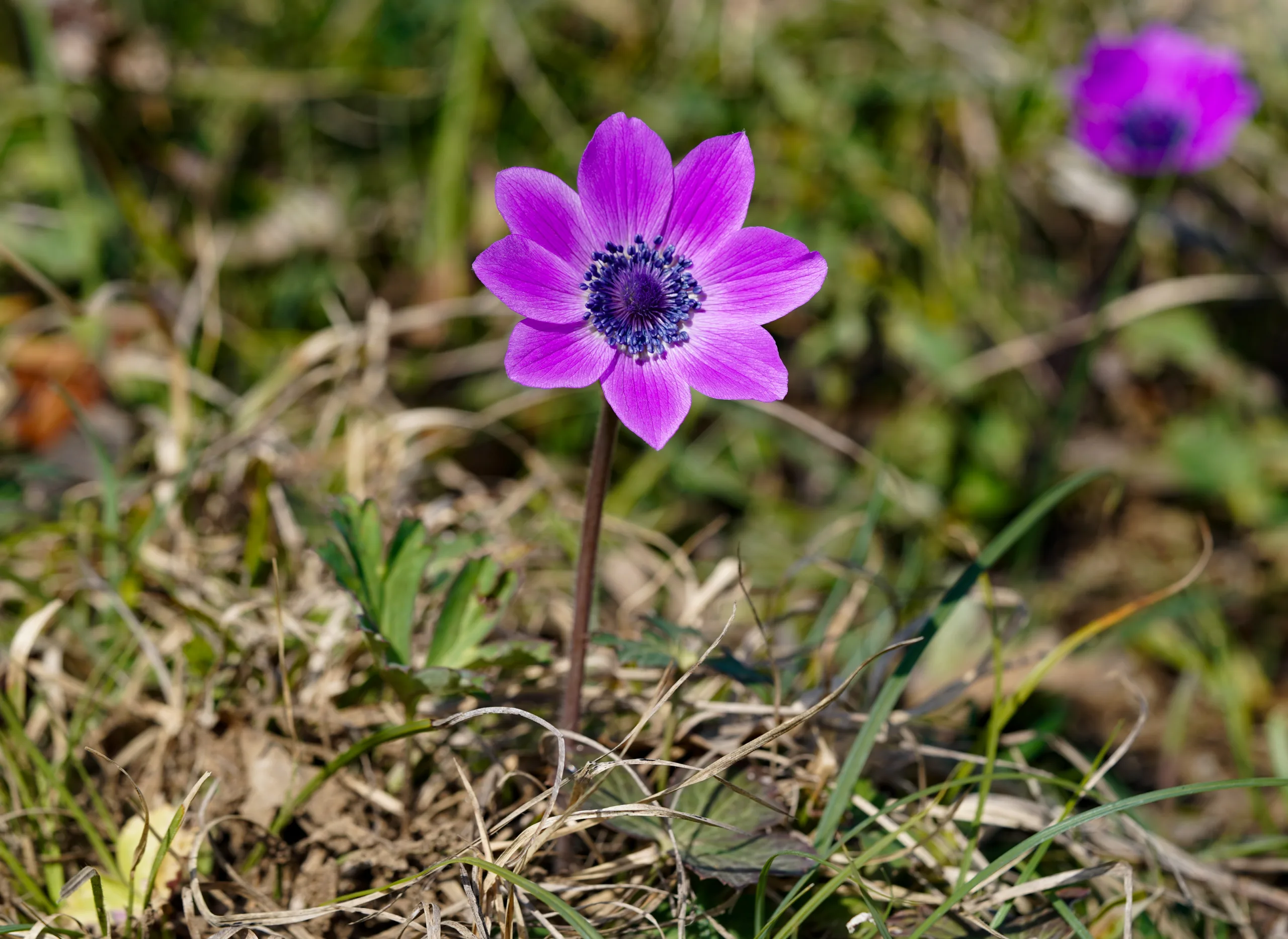 Anemone hortensis subsp. pavonina