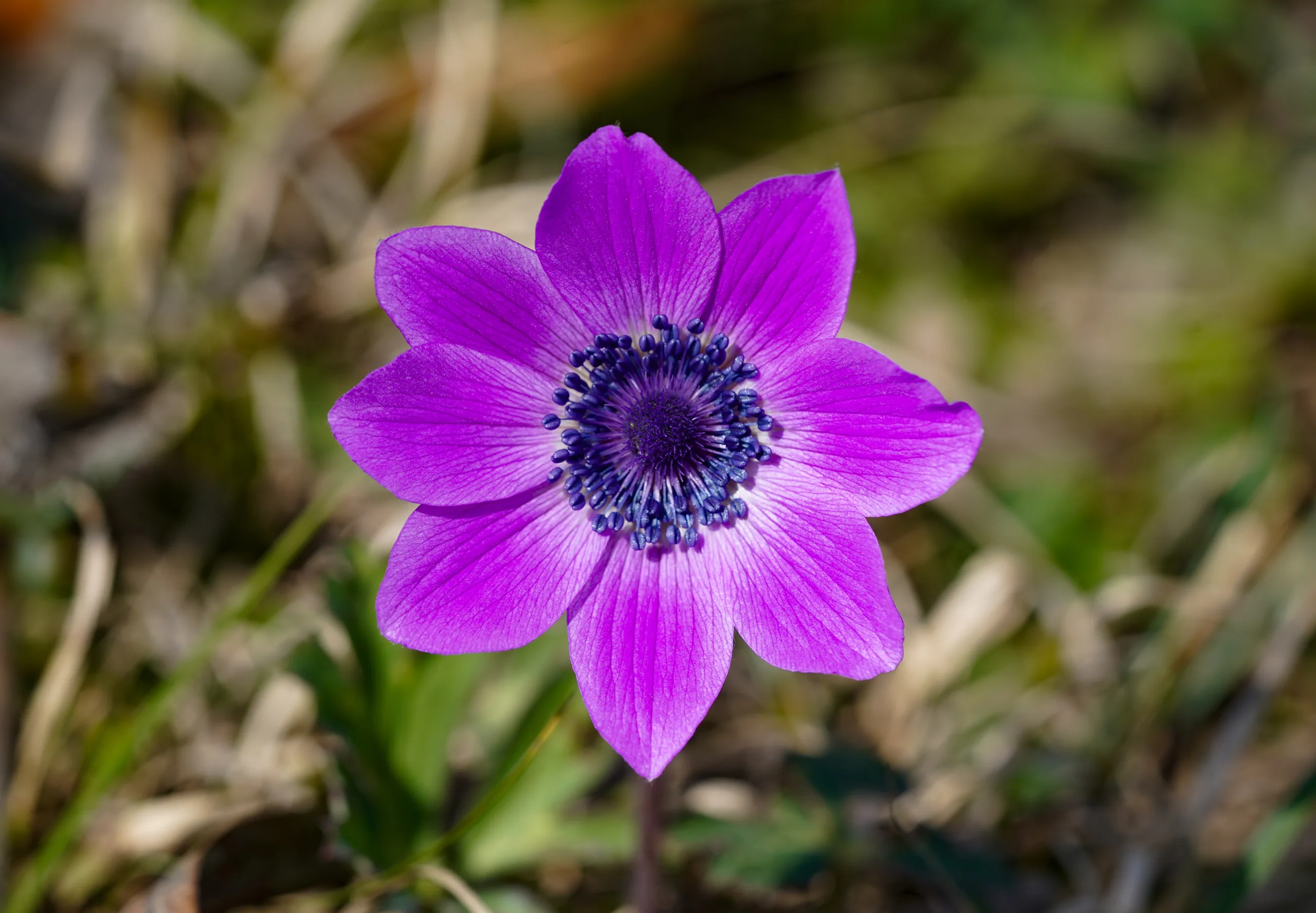 Anemone hortensis subsp. pavonina