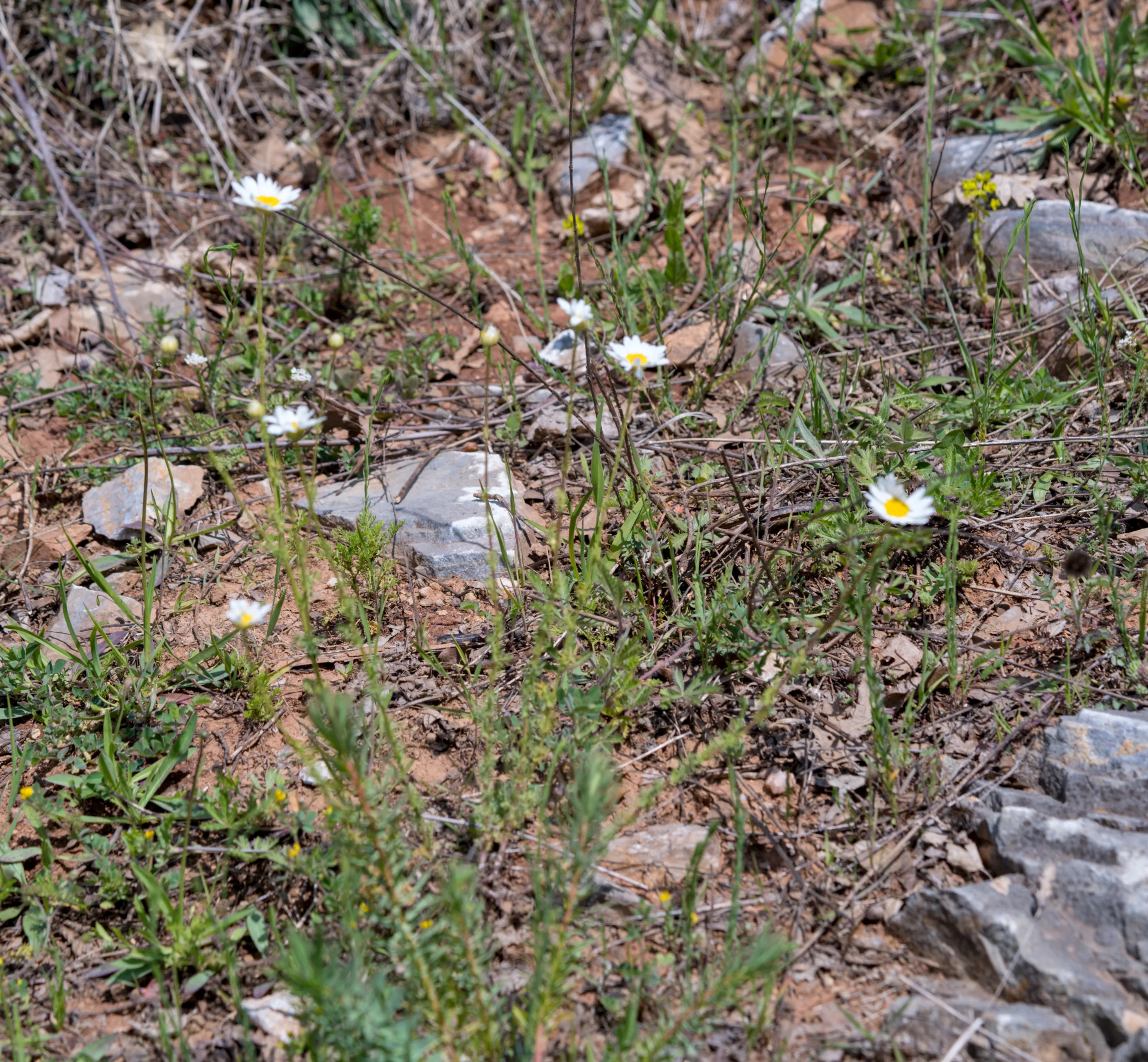 Anthemis aciphylla