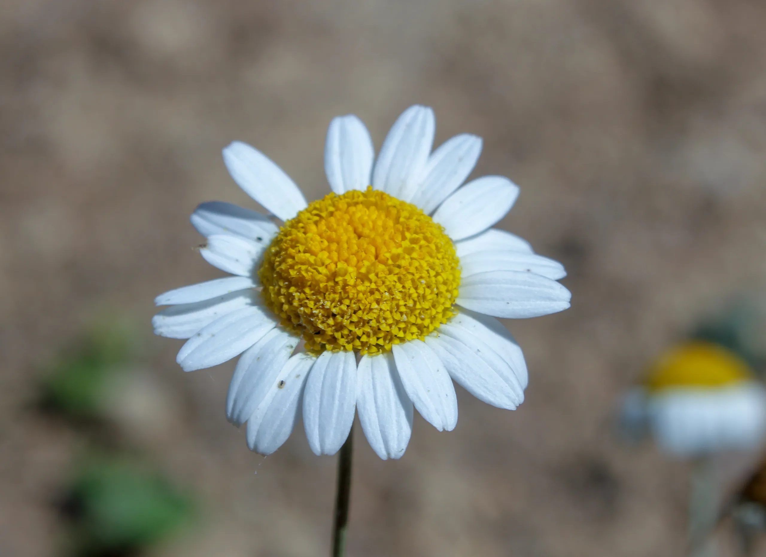 Anthemis auriculata