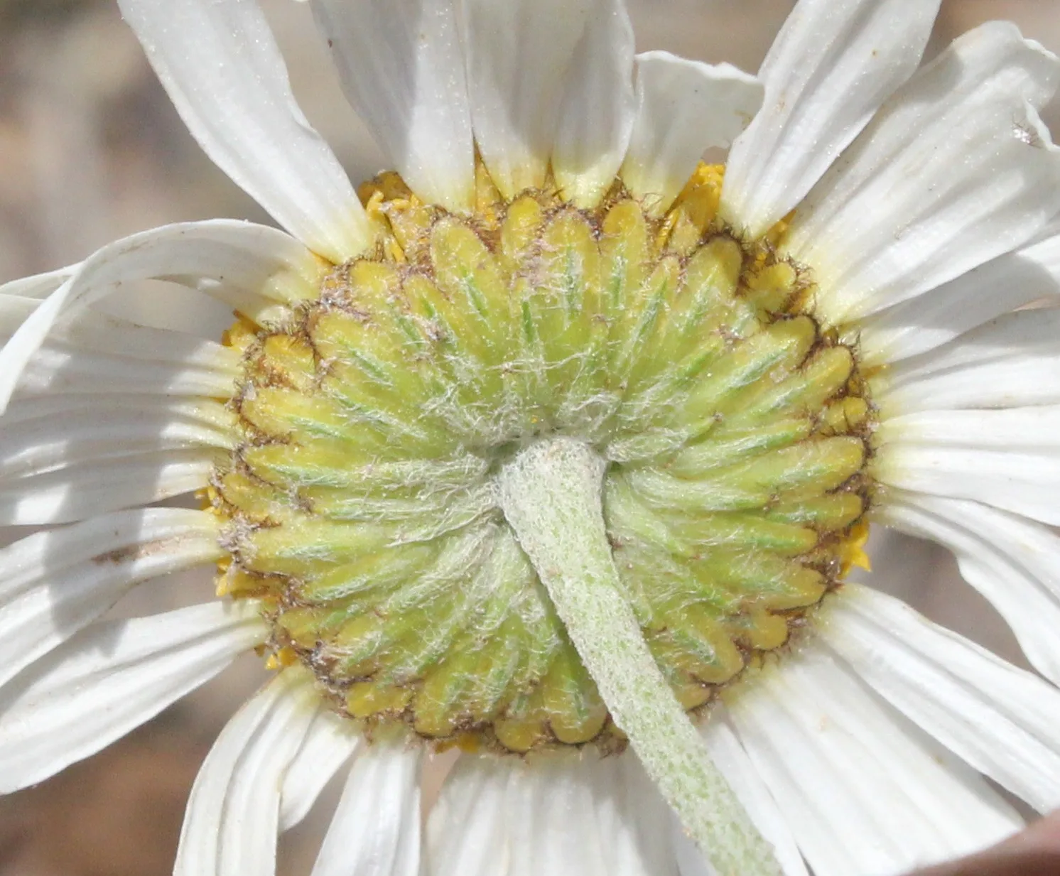 Anthemis auriculata