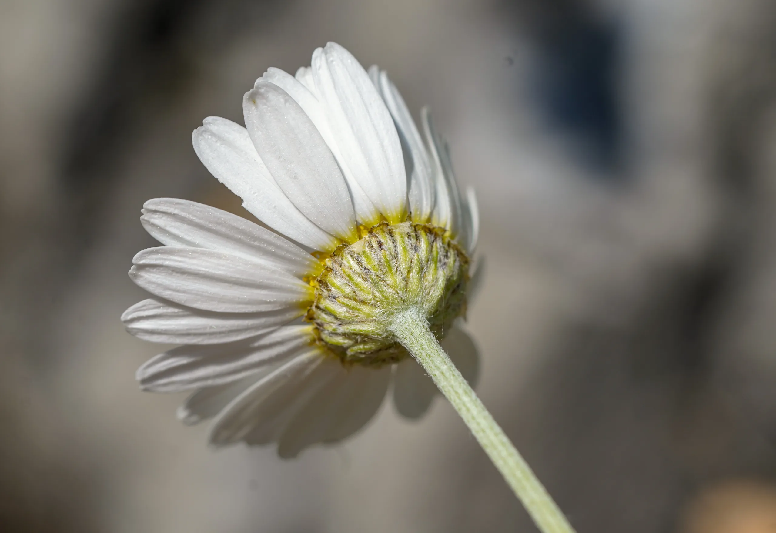Anthemis cretica subsp. albida
