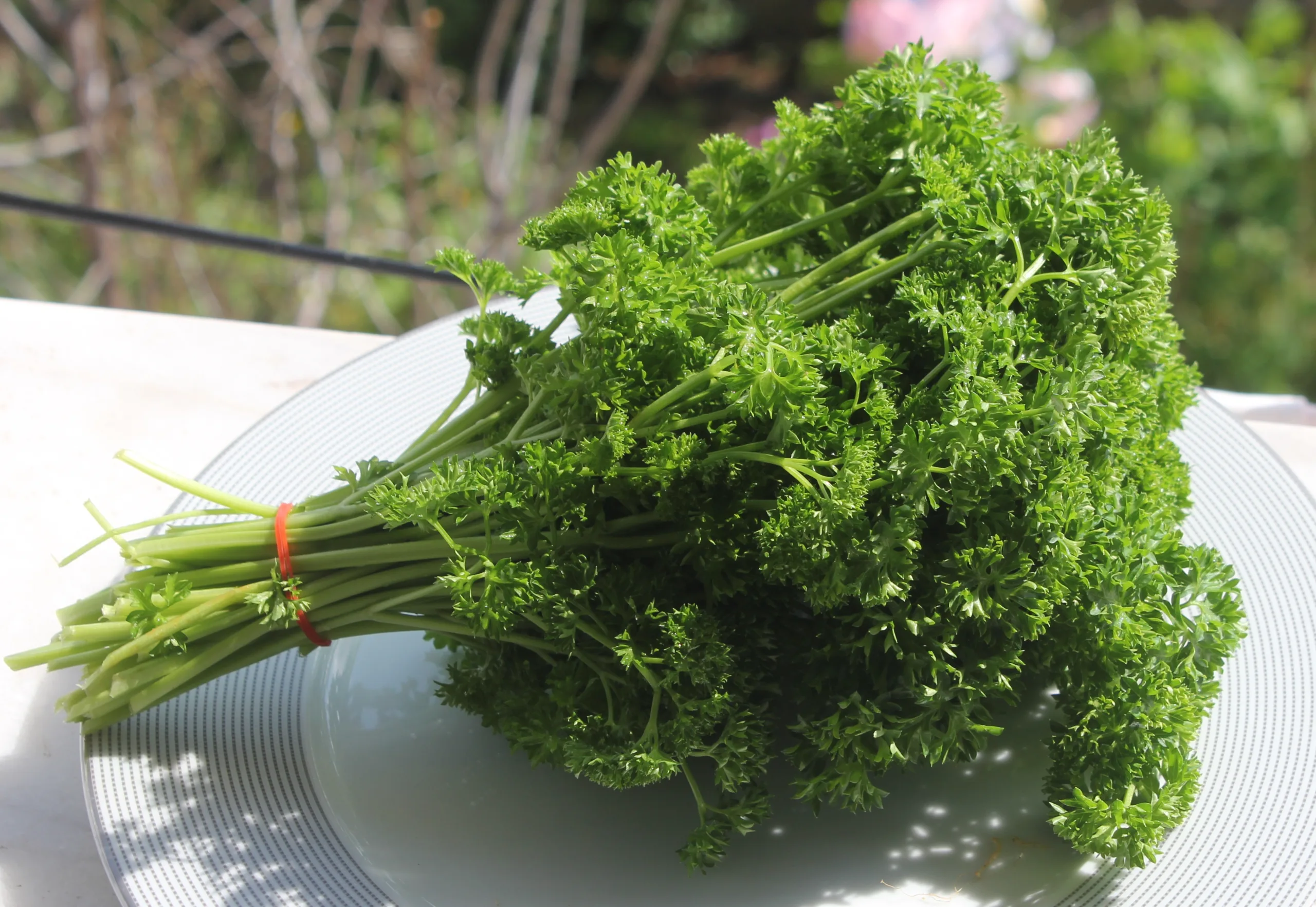 Anthriscus cerefolium (Frenk maydanozu)