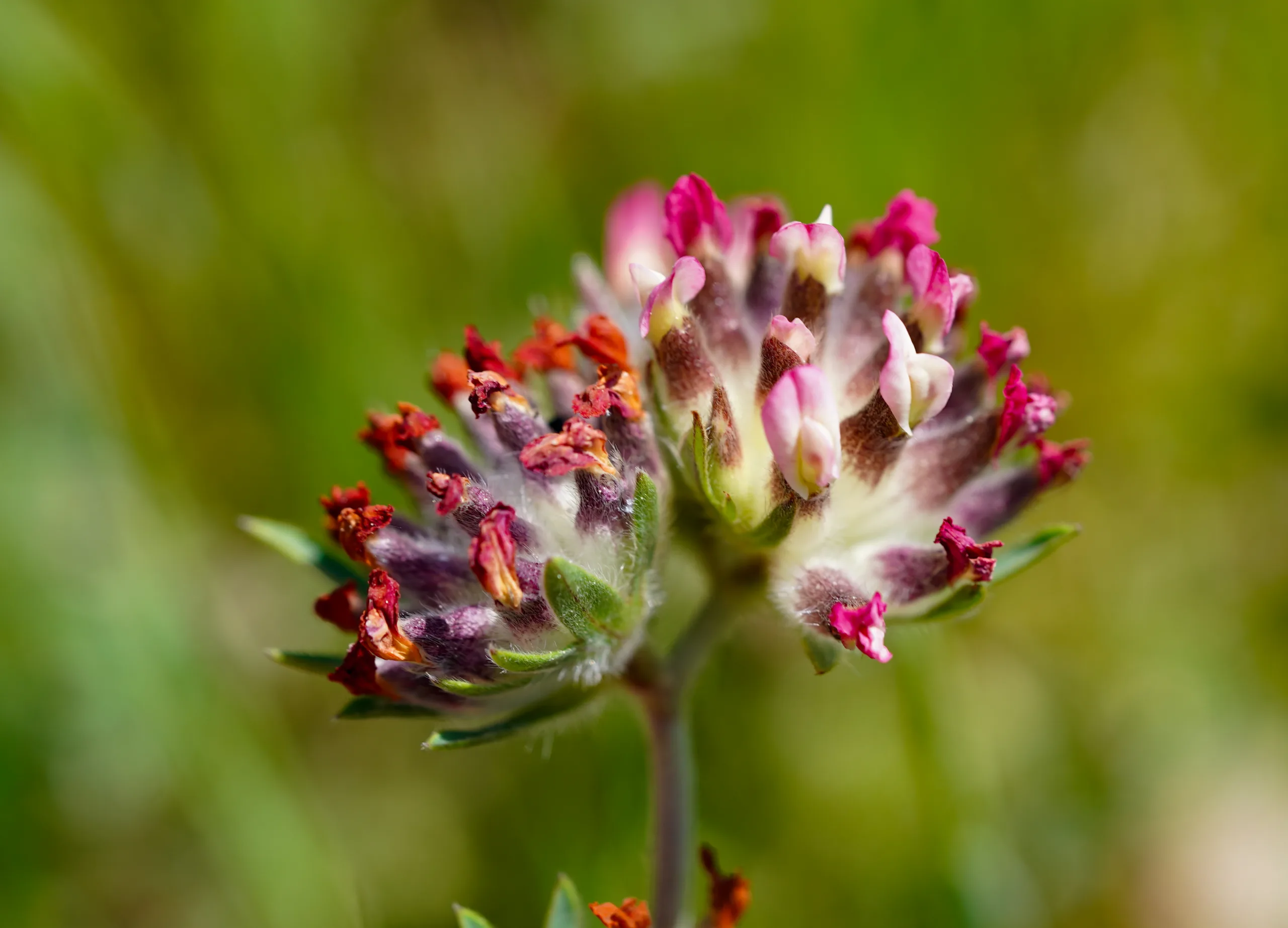 Anthyllis vulneraria subsp. rubriflora