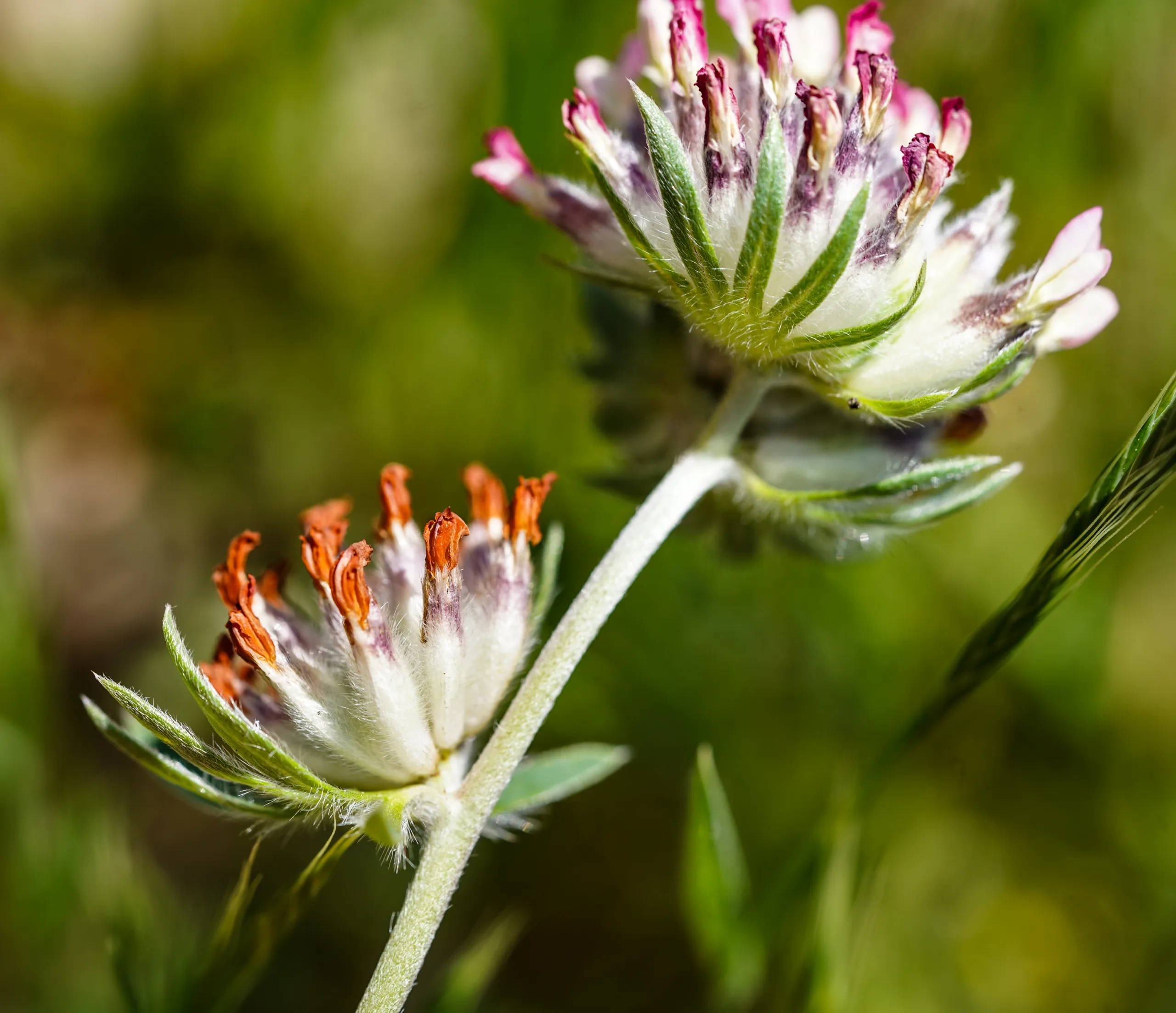 Anthyllis vulneraria subsp. rubriflora